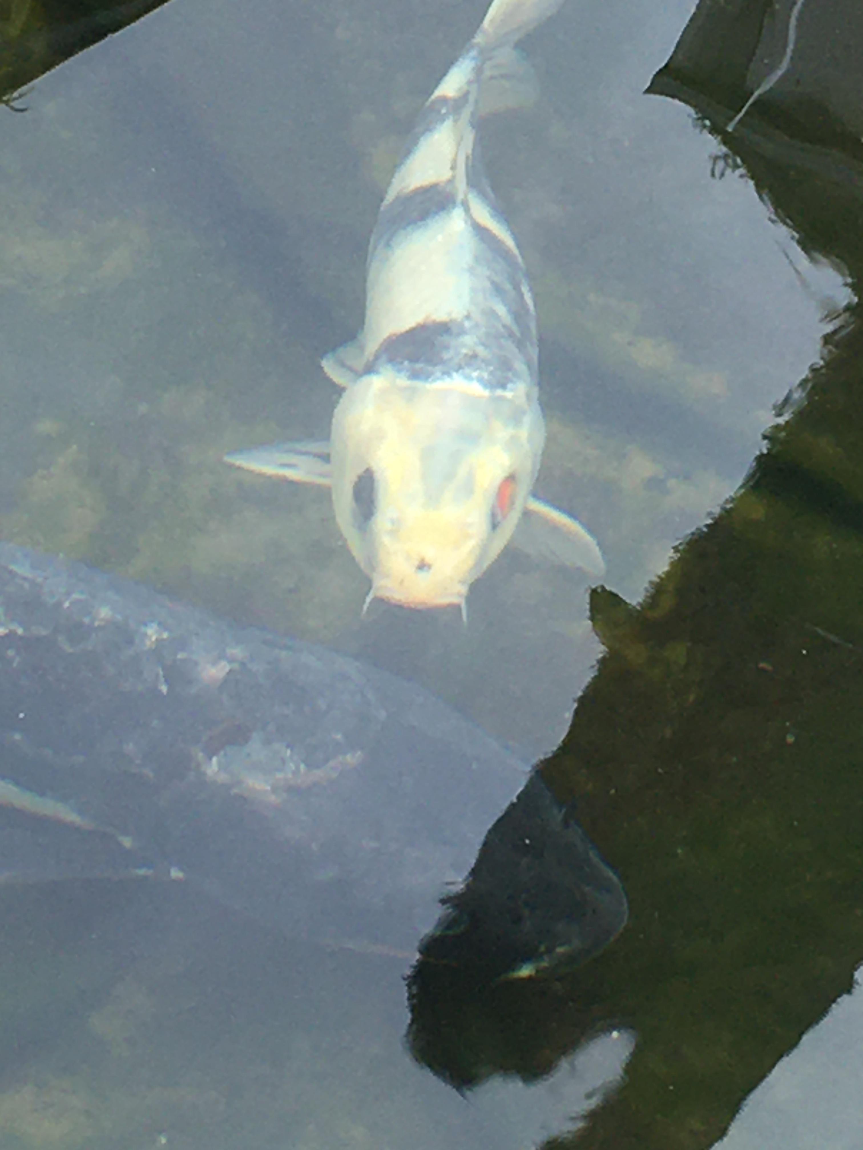 A koi fish with two different colored eyes r/mildlyinteresting