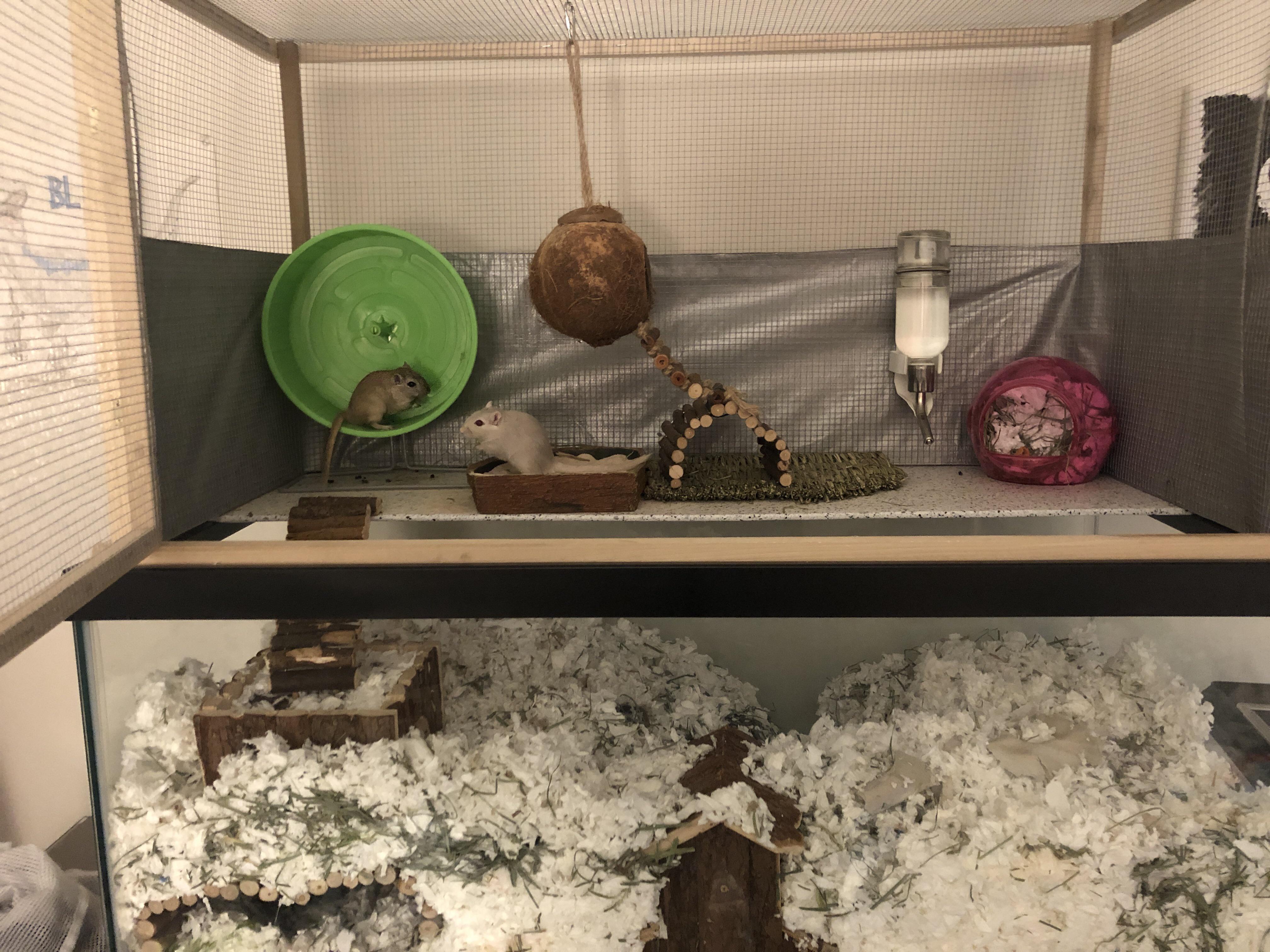 Fresh bedding. Happy gerbils. r/gerbil