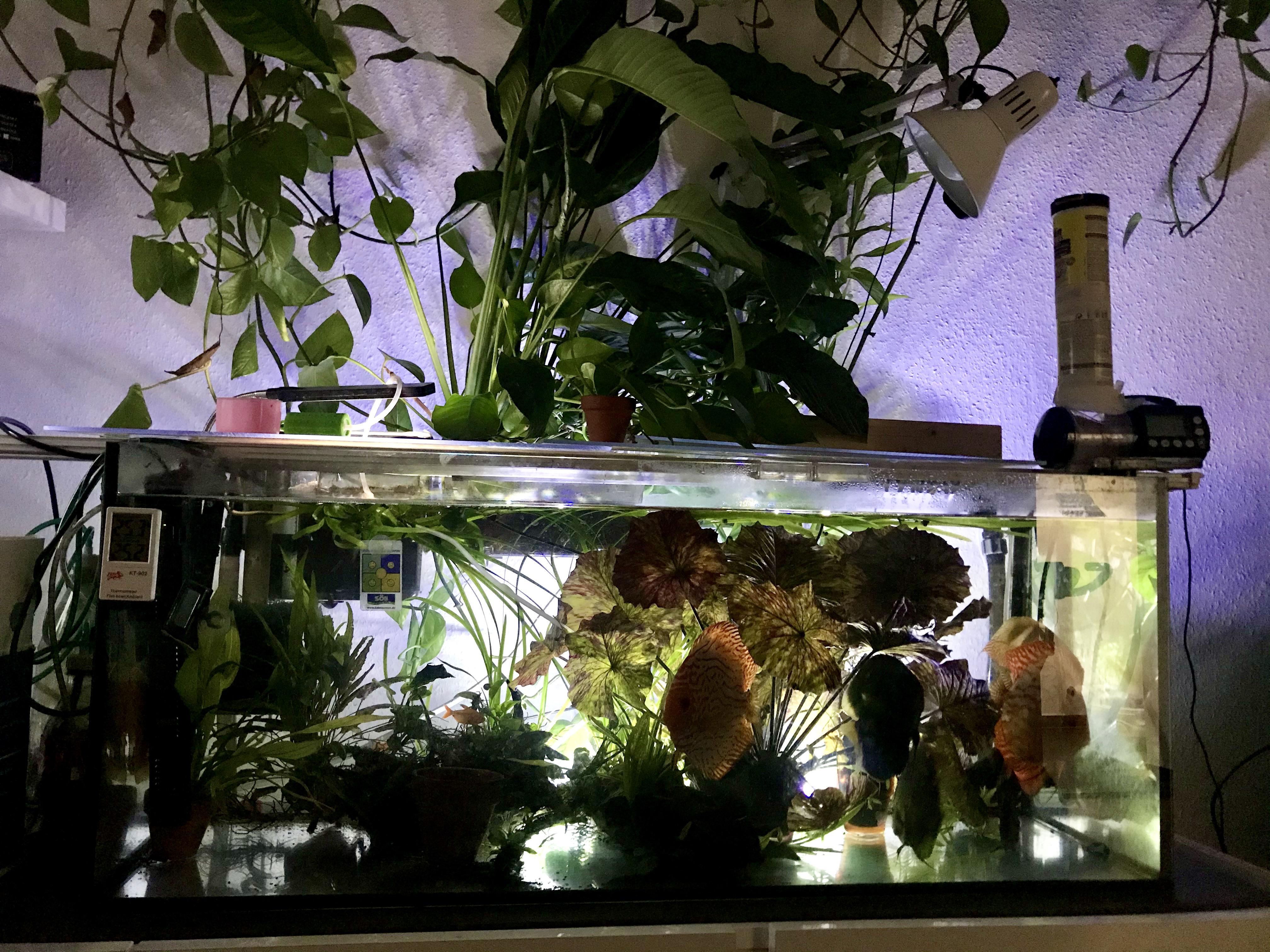 Aquarium backlight is one of the best ideas I recently came across and