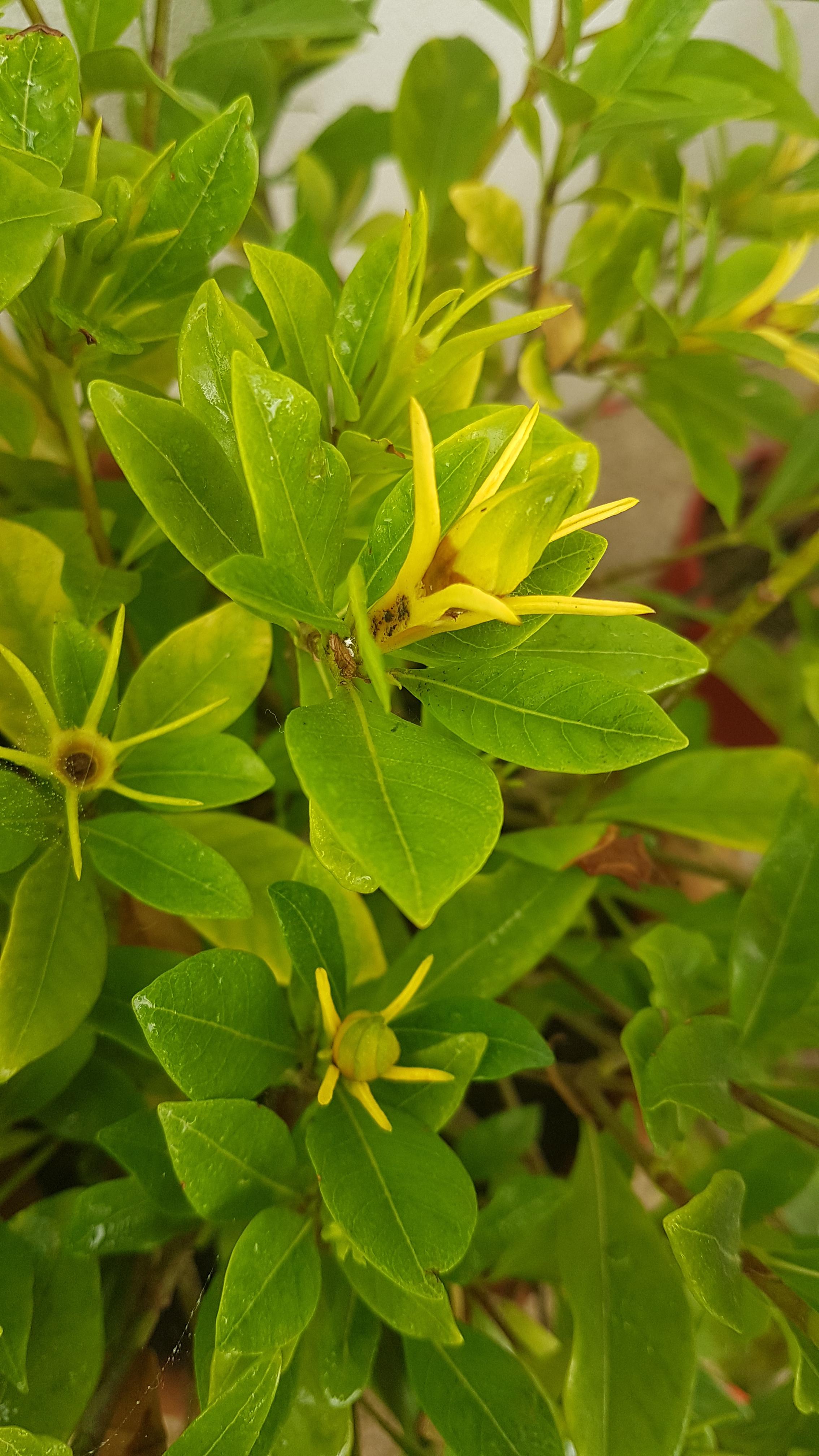 The flowers of my gardenia dry before blooming. r/plantclinic