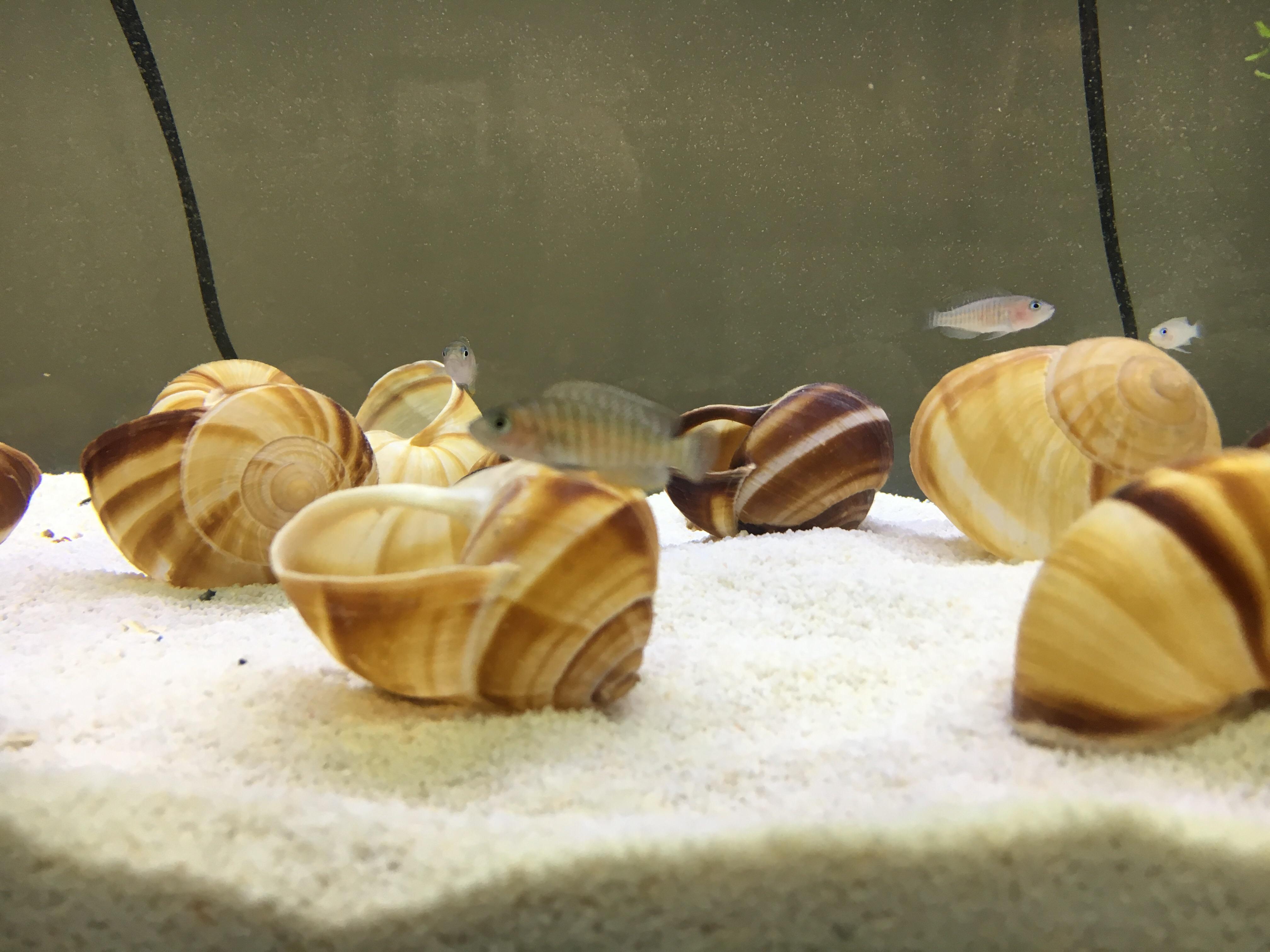 After months of preparation I finally got my shell dwellers! I love