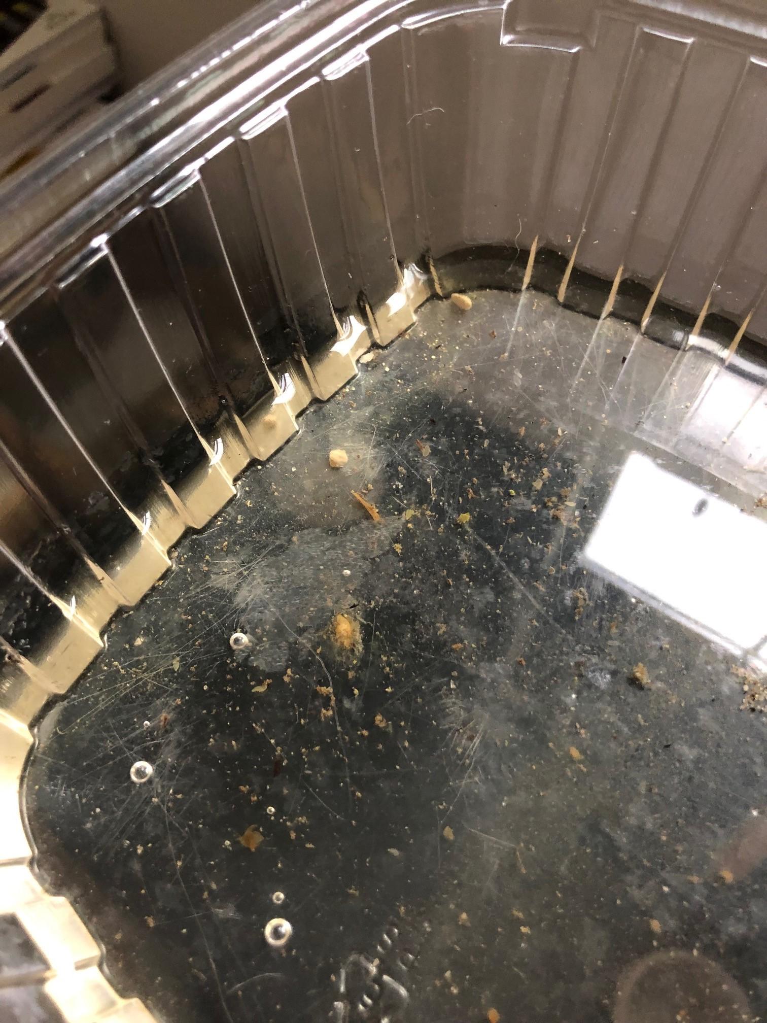 White film floating on surface of water tray r/SavageGarden