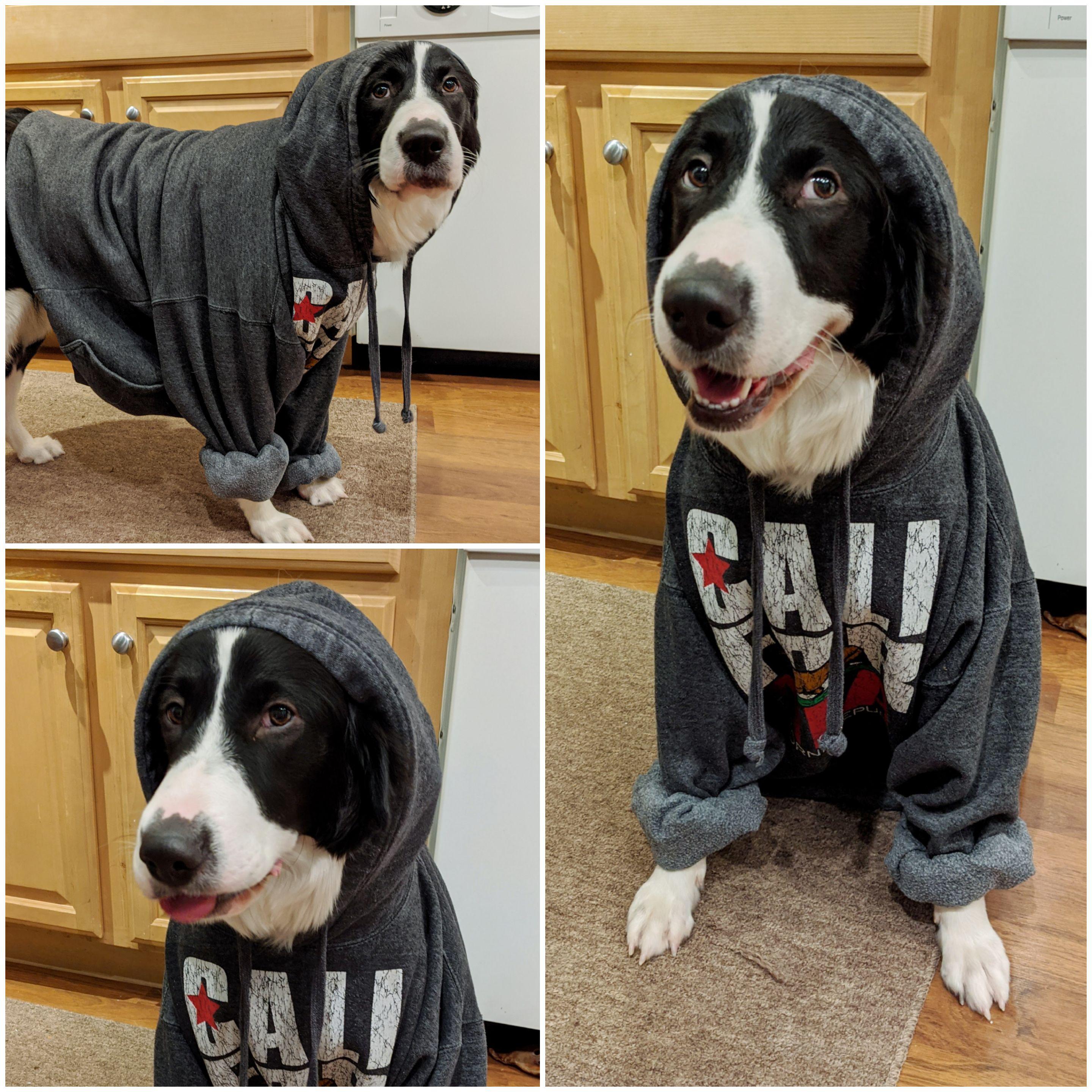 Our dog in a hoodie is the cutest and funniest thing I've seen in a