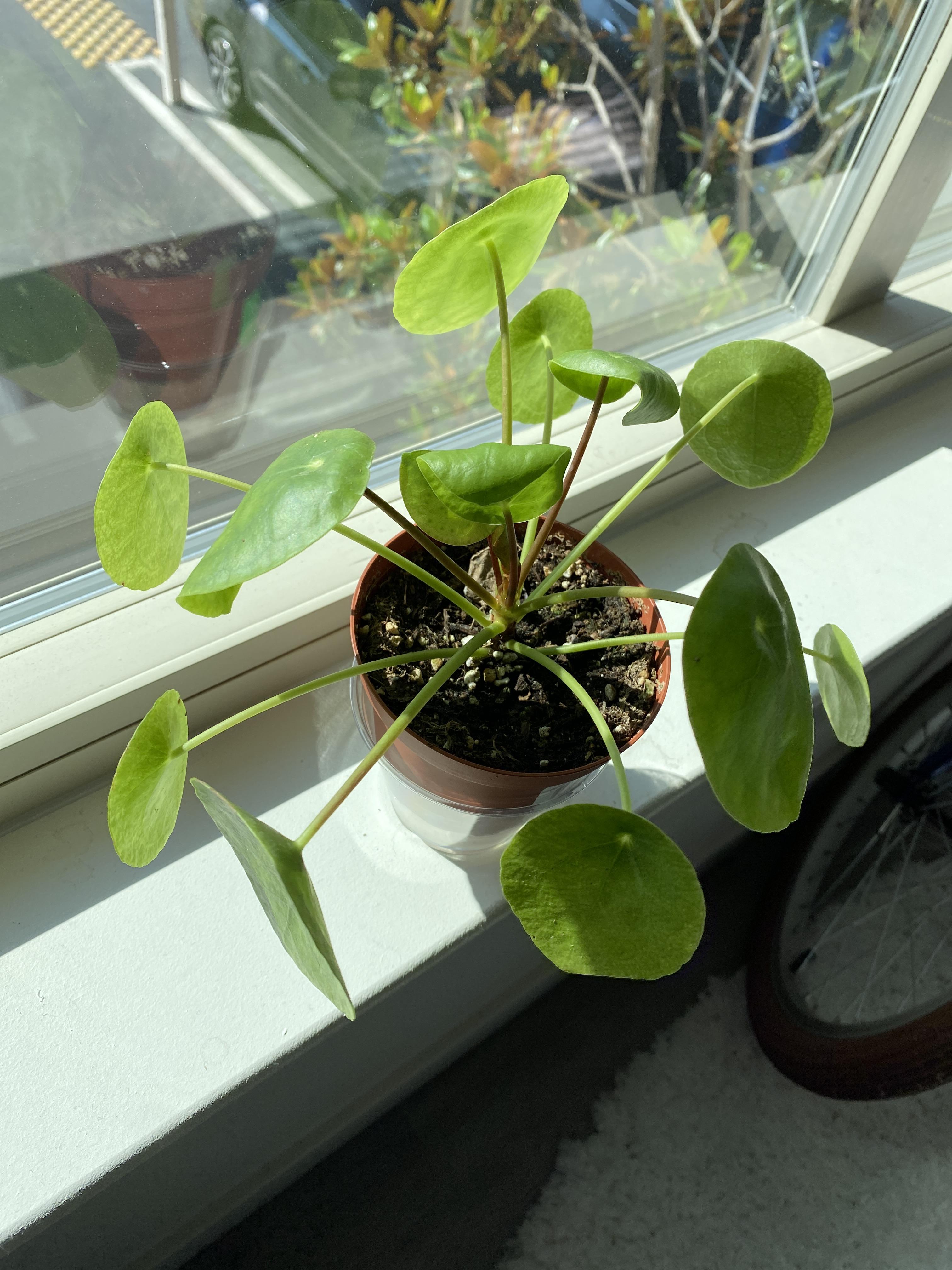 Help!! I think my Chinese money plant is dying. Bought it 2 weeks ago