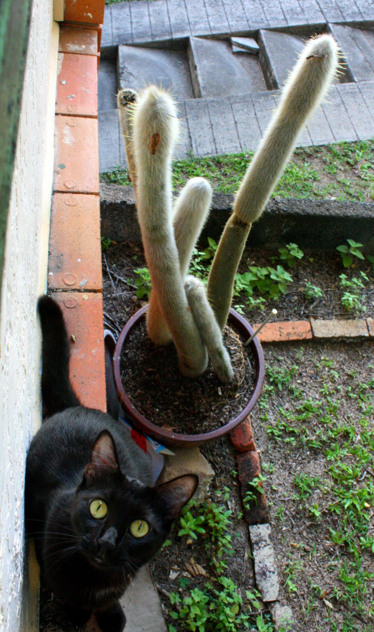 My first and favourite plant with cat. r/succulents