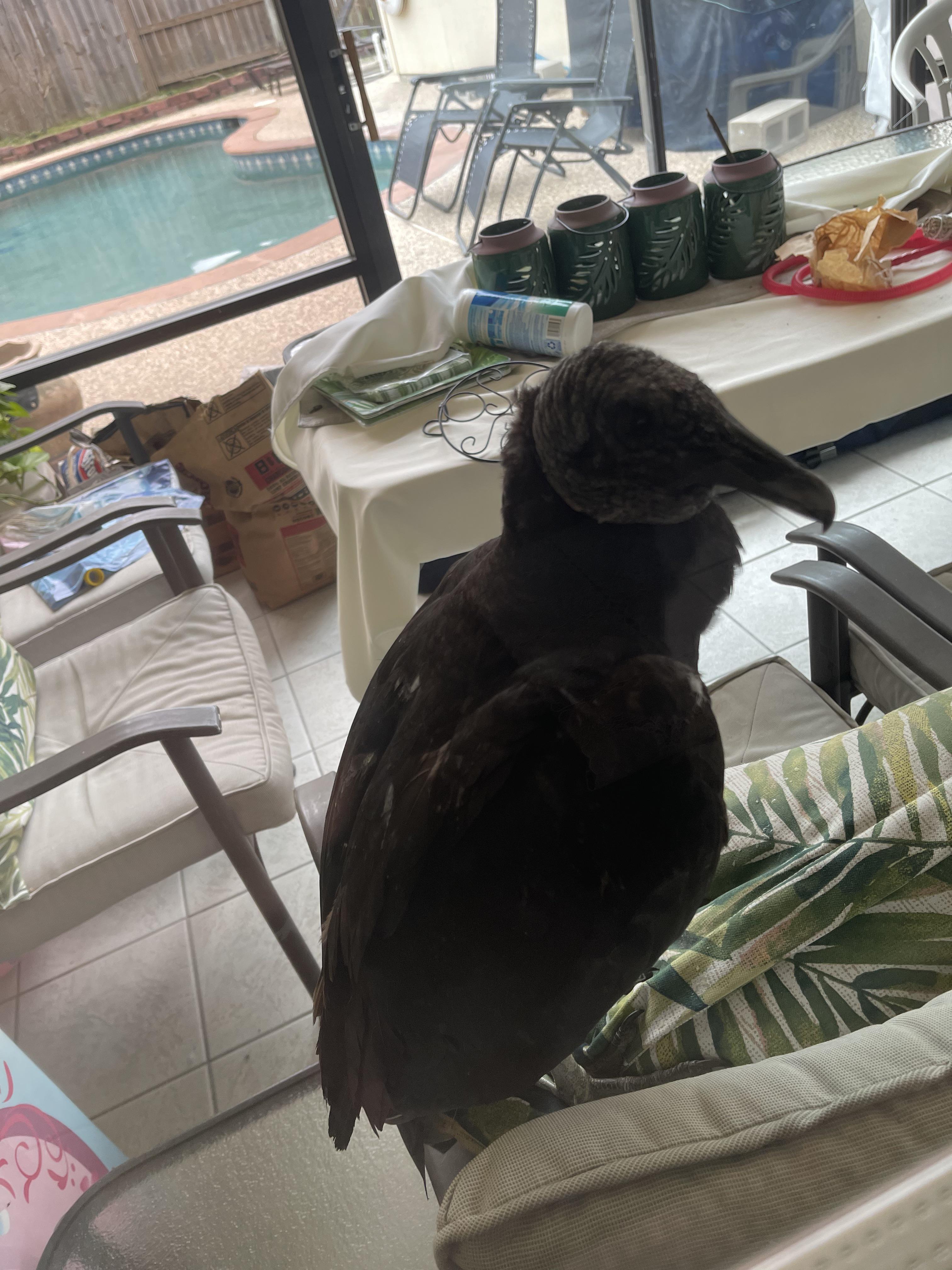 Two Black vultures chased my cat into our glass room and ended up