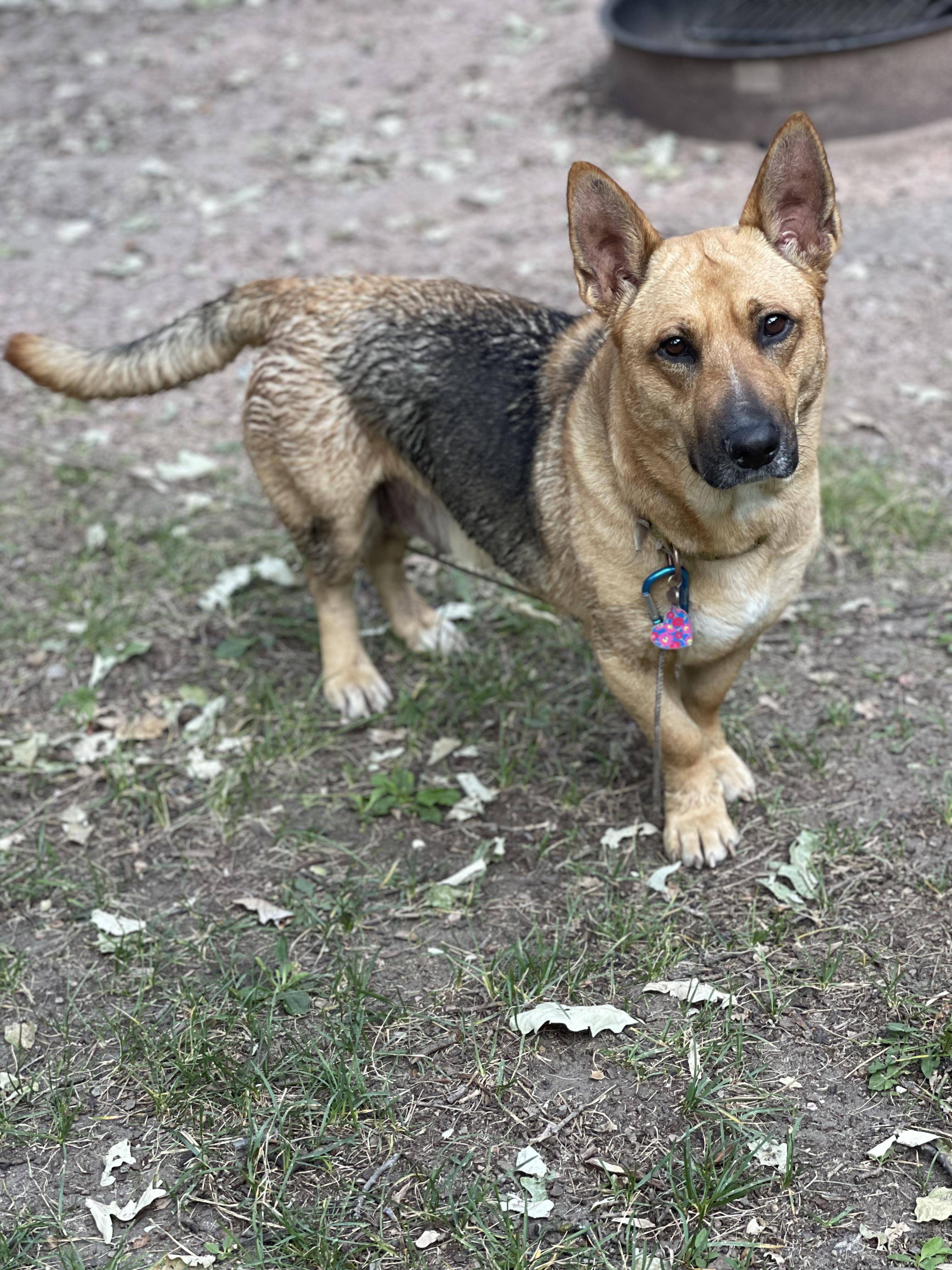 My shepherd mix we adopted a few months ago. She the best