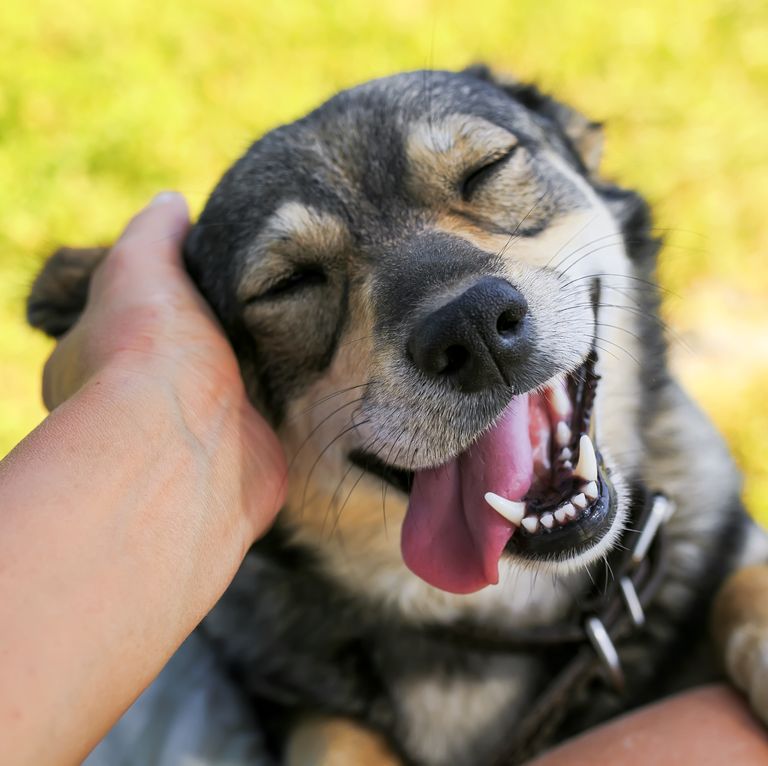Duschgedanken Männliche Hunde sollten Rüdiger heissen... de