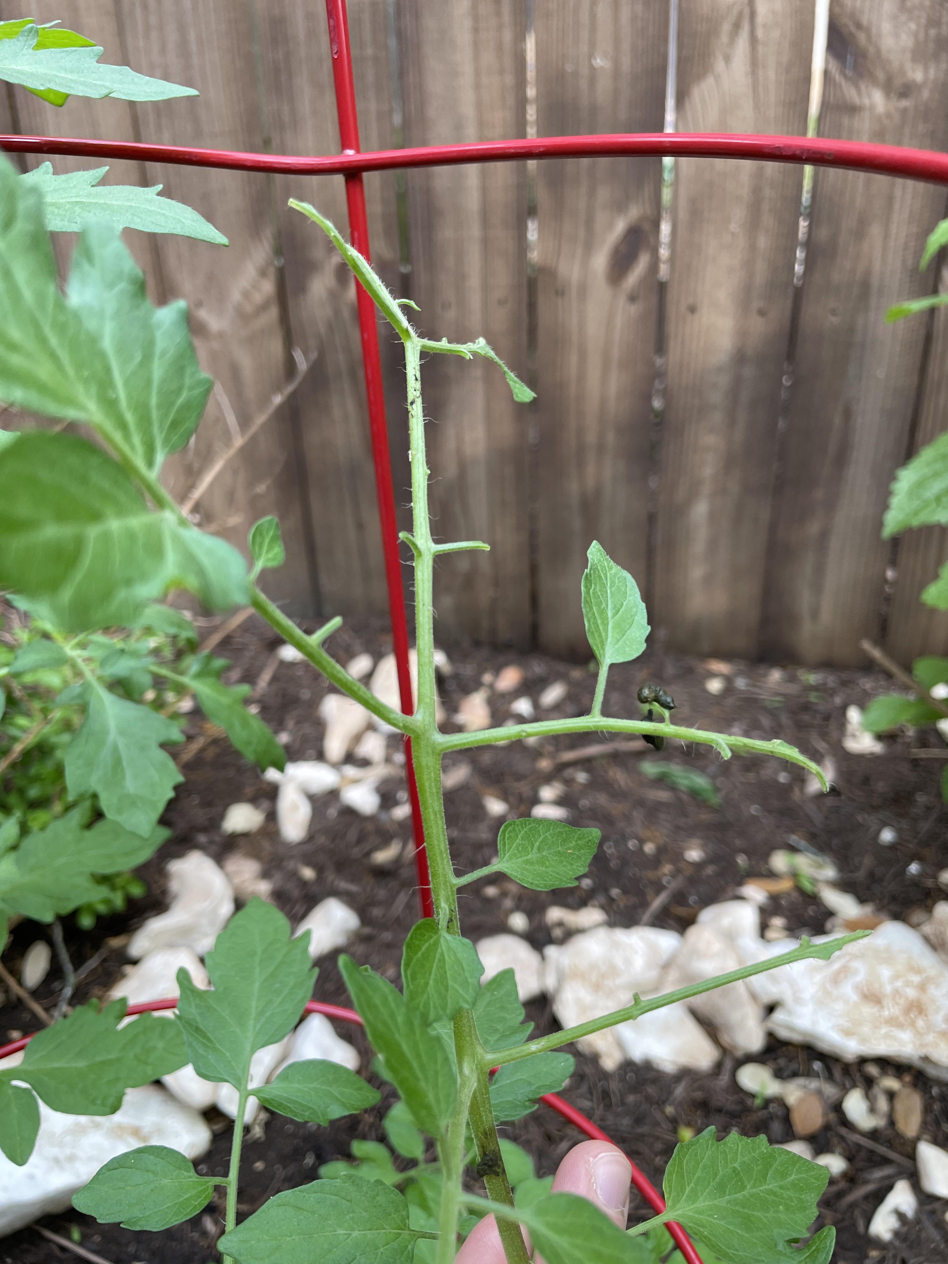 Critter eating my tomato plant r/AustinGardening