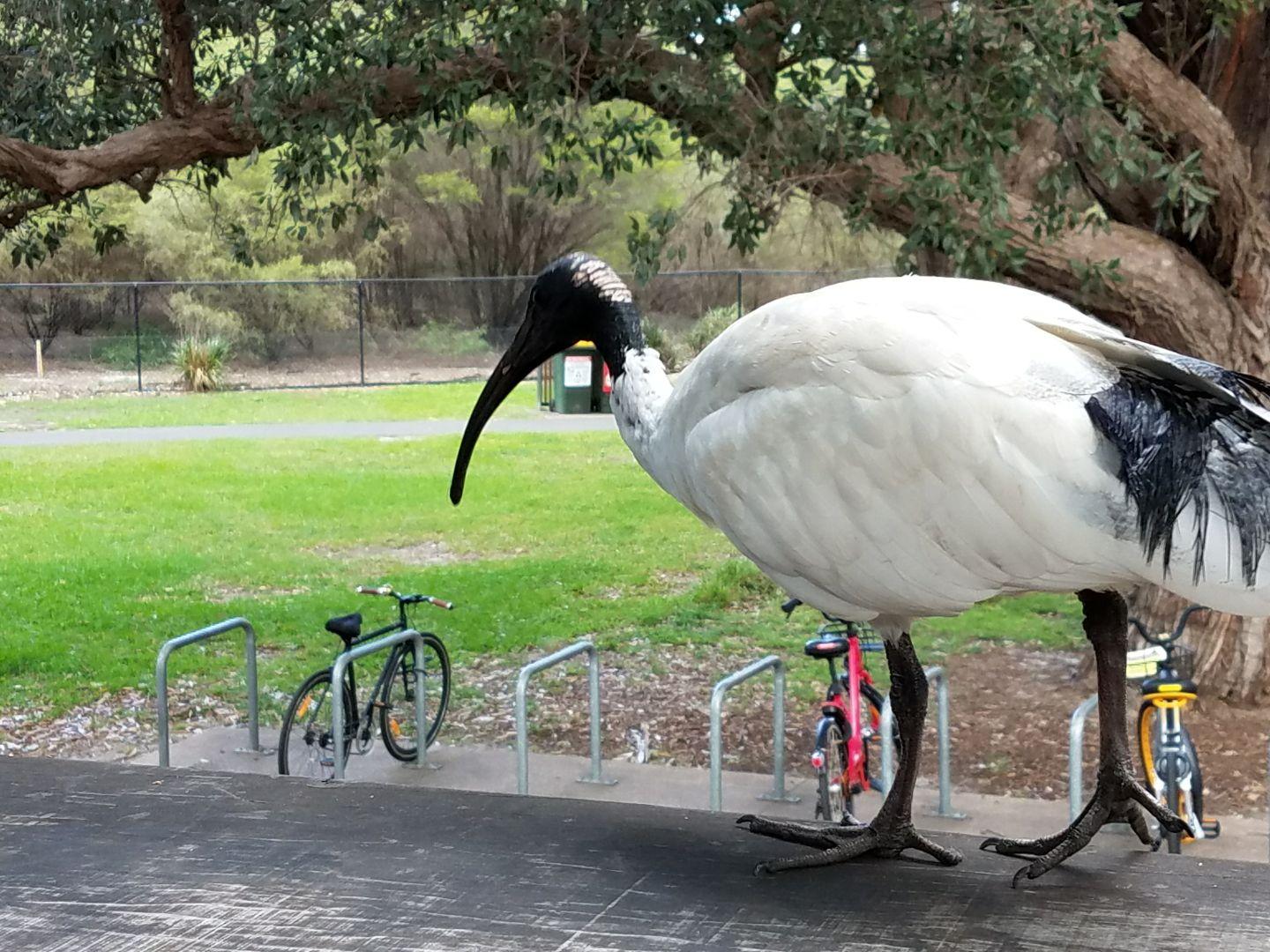 5 Amazing Facts About The Elephant Bird Youtube