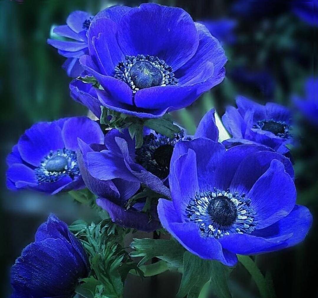'Blue Poppy' Anemone (Anemone coronaria) r/BotanicalPorn