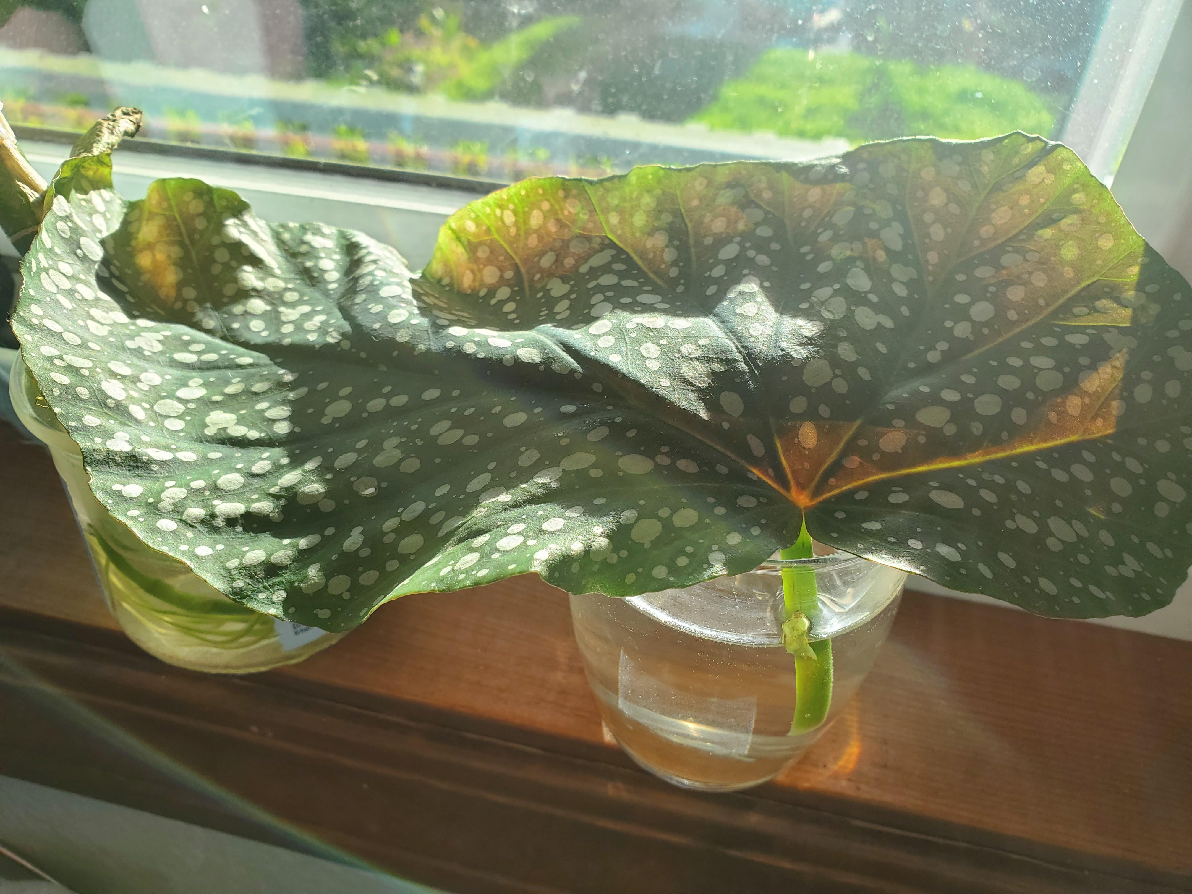 How do I propagate this begonia? This is going to be my second attempt