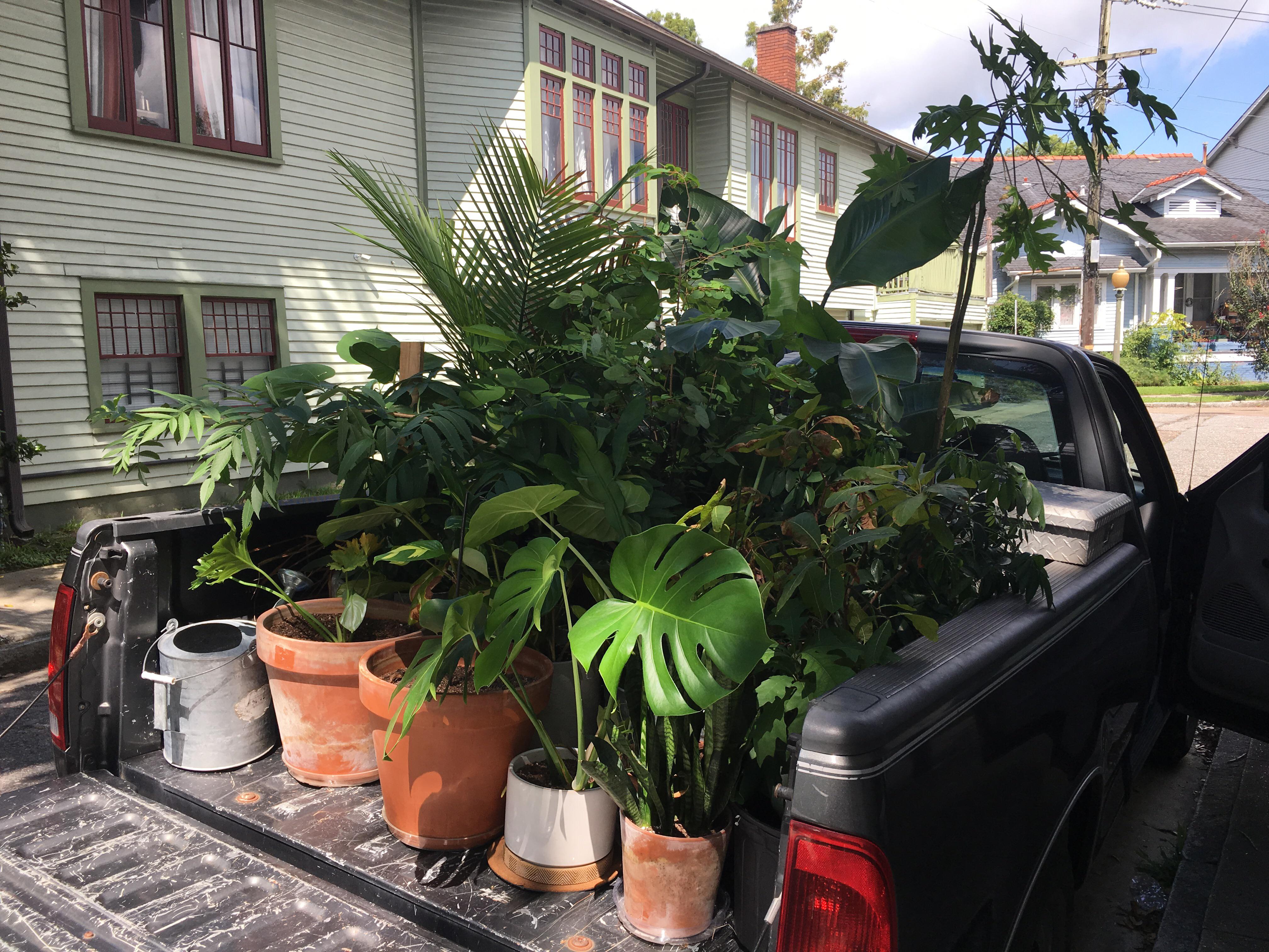 A year ago I moved home to New Orleans with ZERO plants! Moving them to