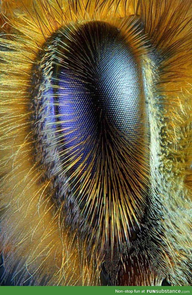 🔥 A bee’s eye; Humans see light in wavelengths from approximately 390