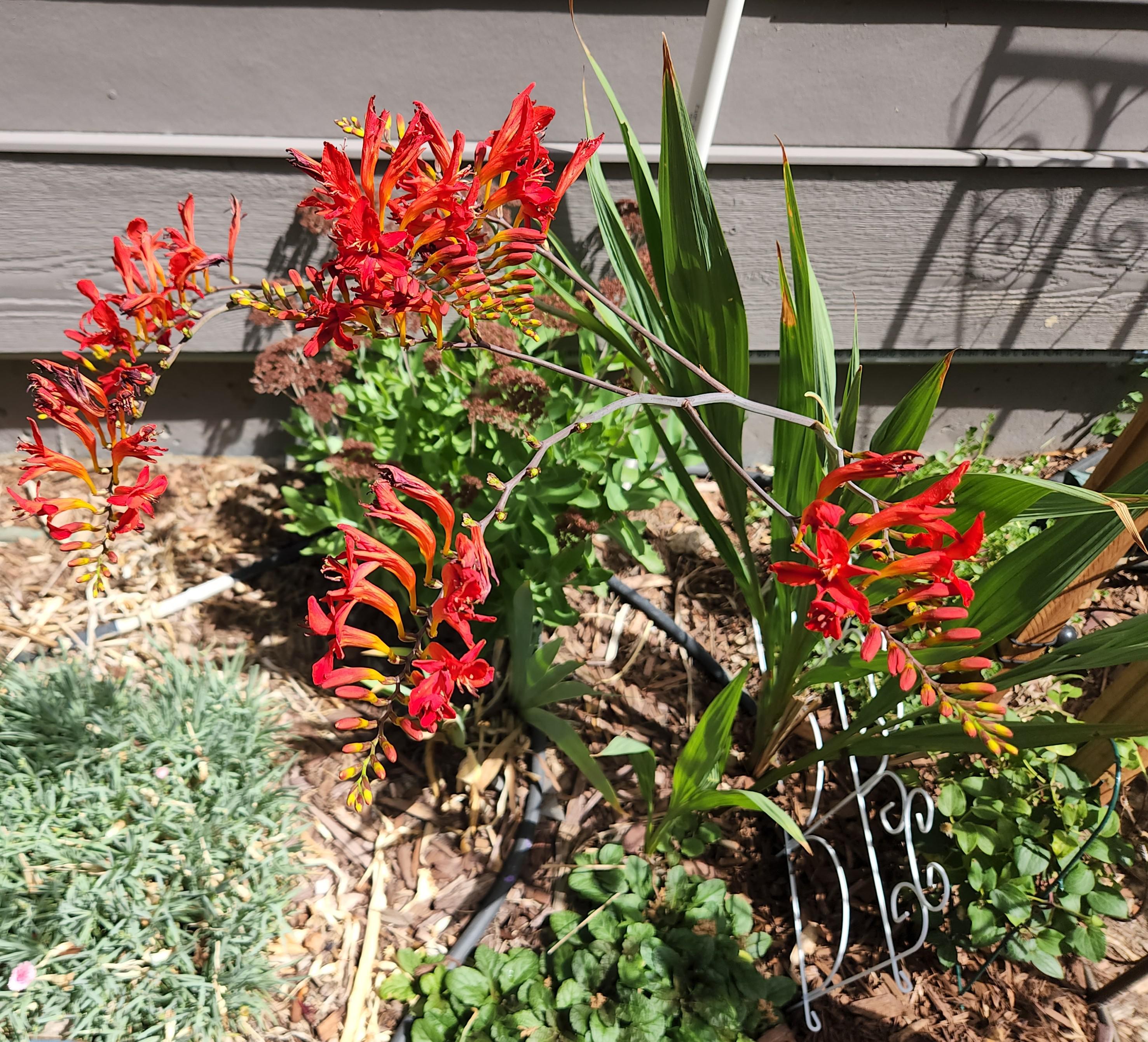 one of my favorite perennials in my garden. they attract butterflies