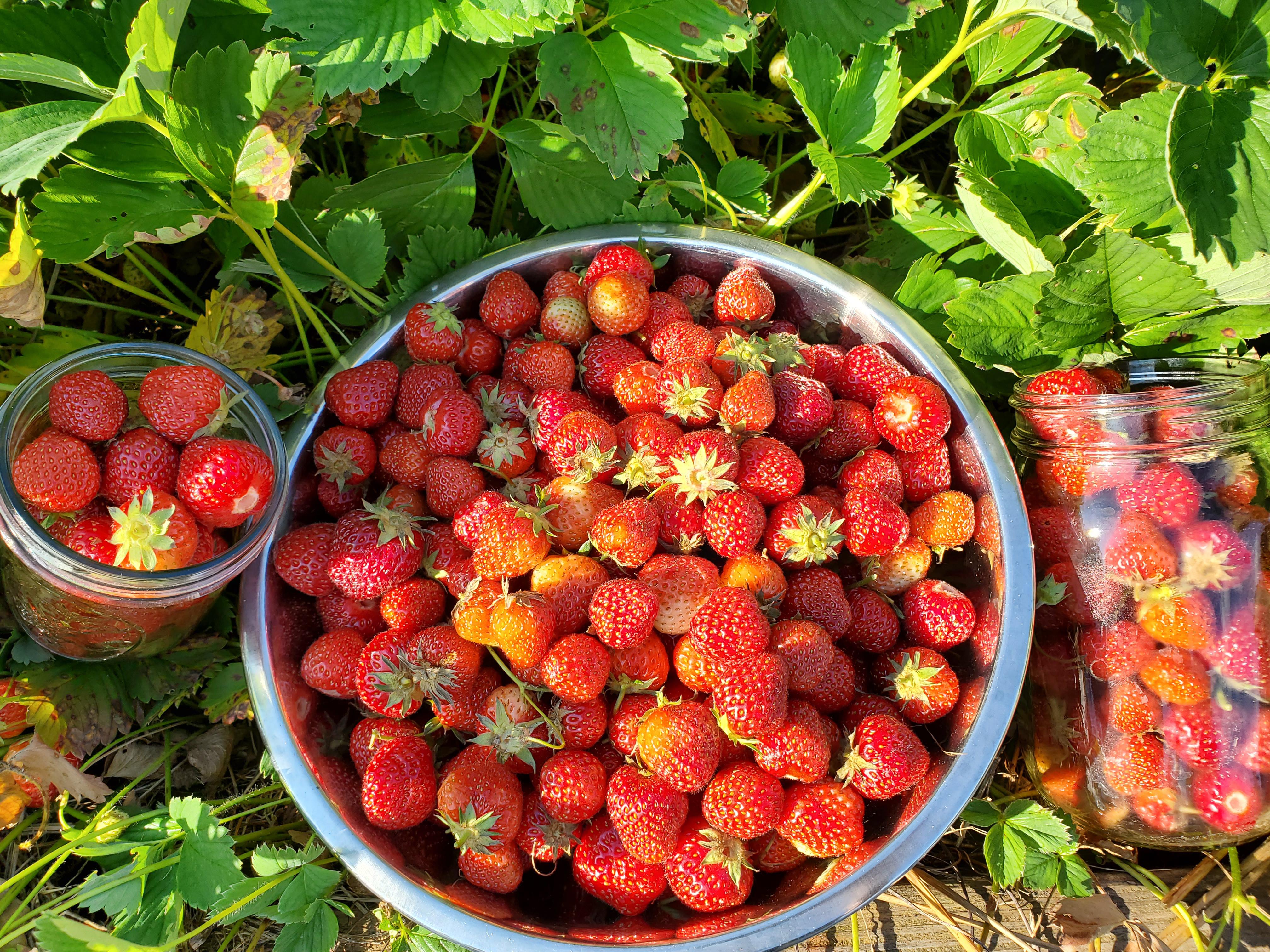 My goodness! These strawberries won't stop! Old North Sea variety from