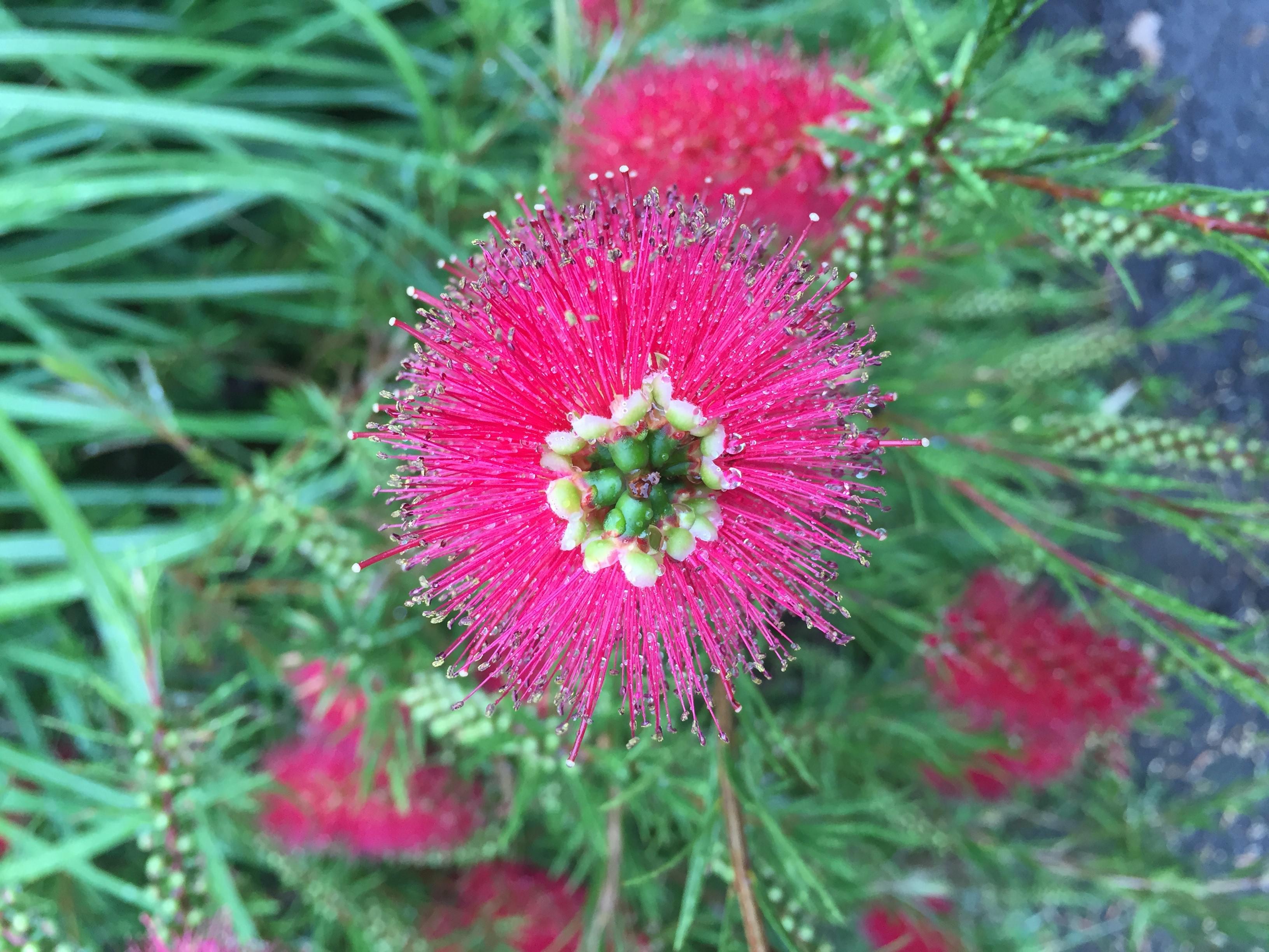 Bottle brush flower r/Portland