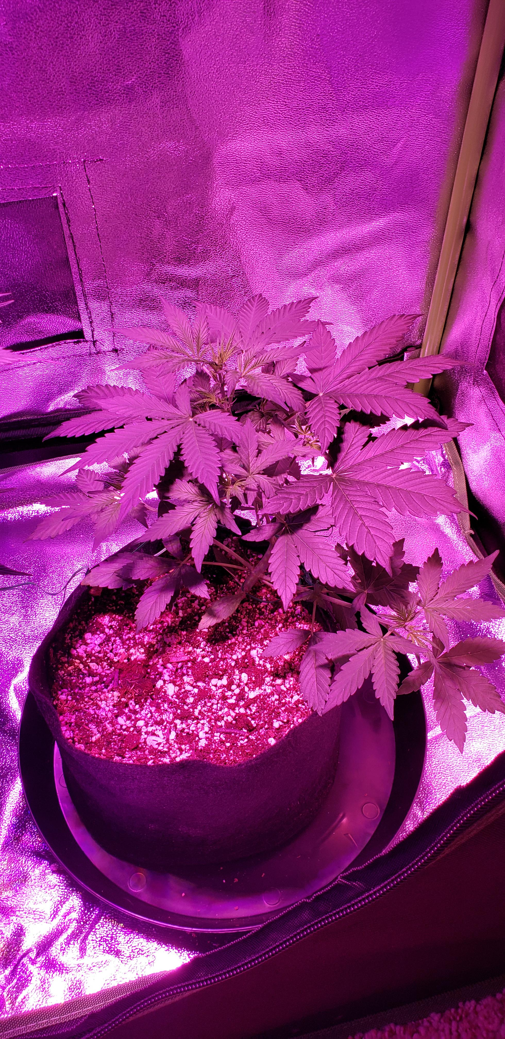 Northern lights day 25 r/Autoflowers