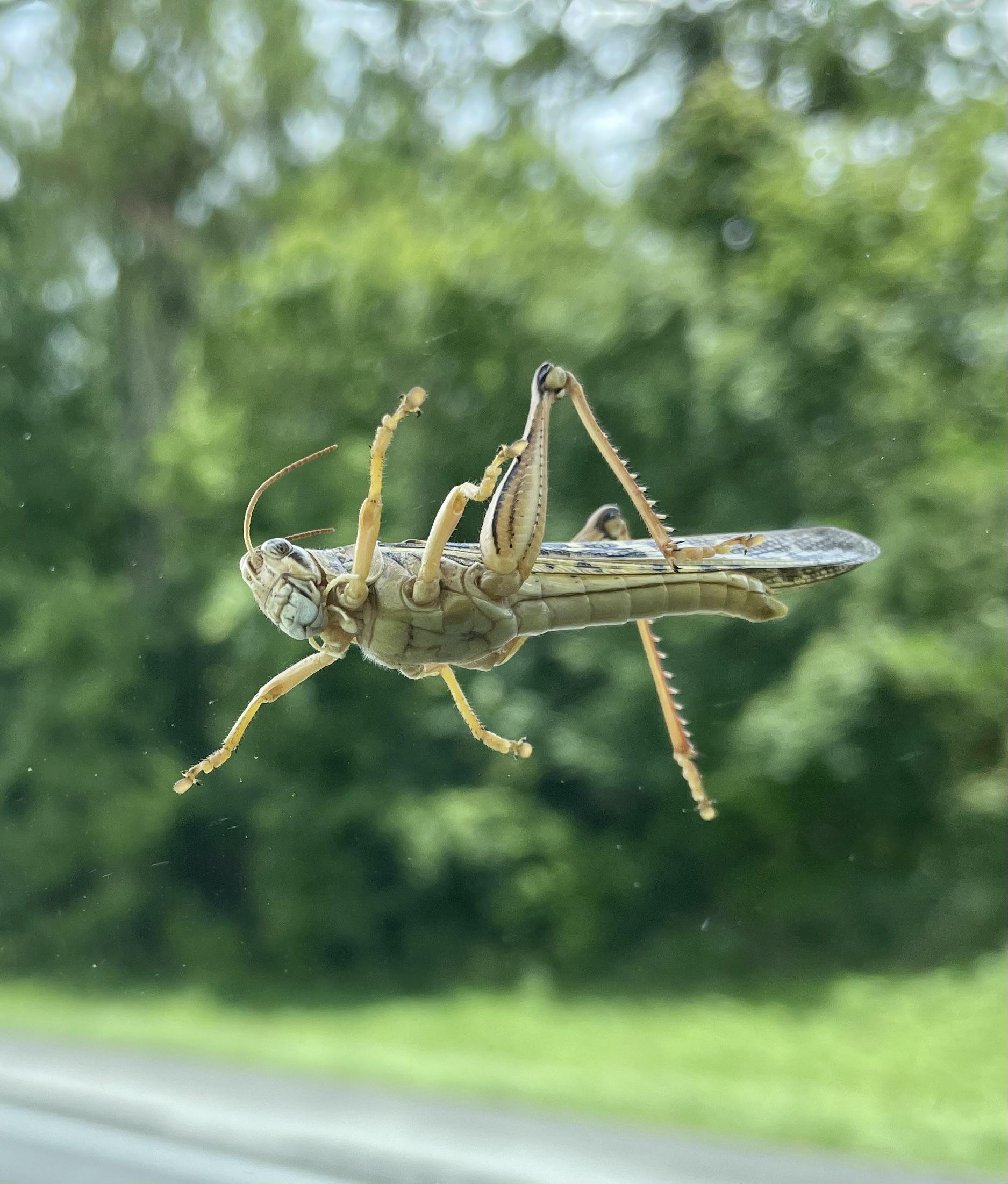 Say what you will about the destructive power of the Florida Lubber