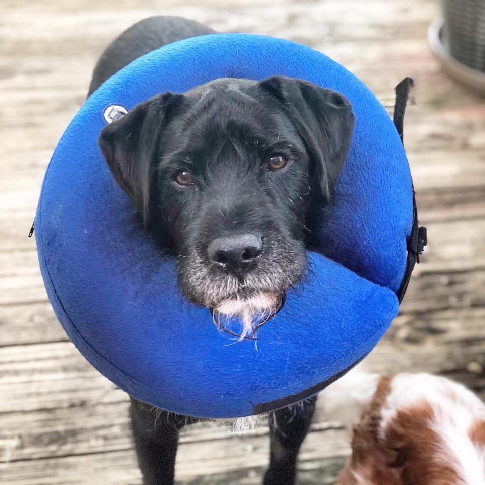 Dean with his postsurgery donut. Hoping this little guy is now cancer