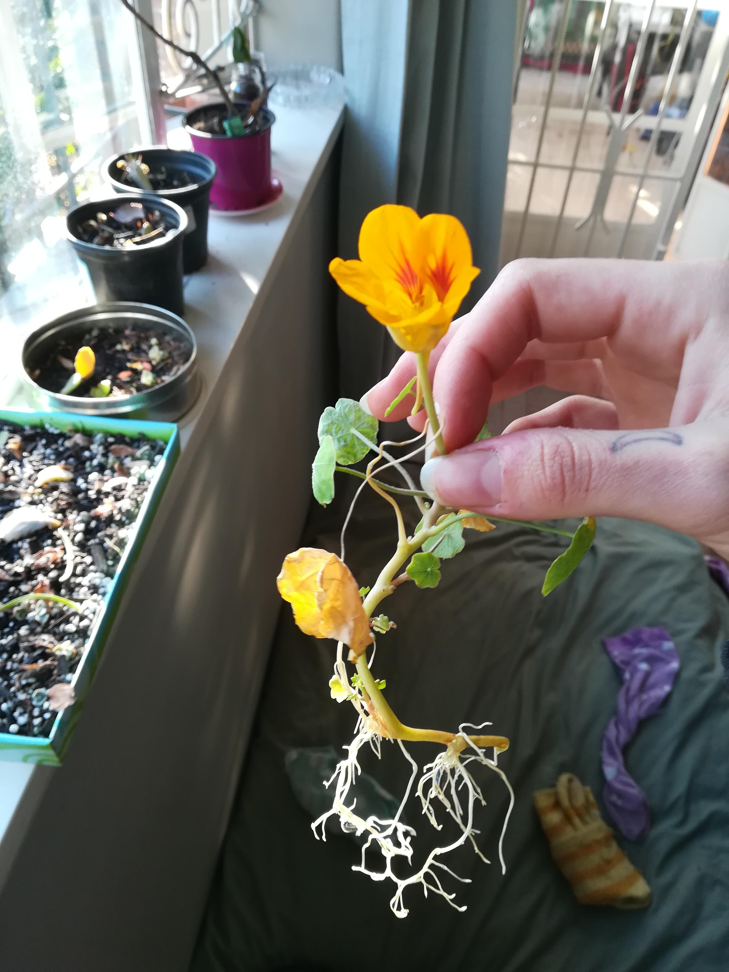 Look at this freak! I love nasturtiums so much! They grow so well and
