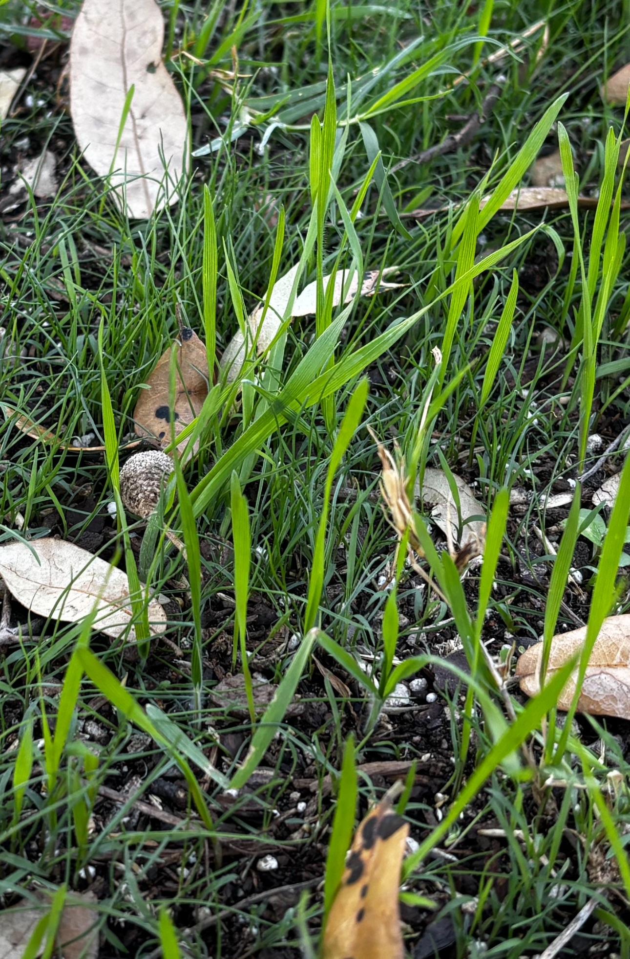 What are these tall strands growing among my newly seeded Bermuda? I
