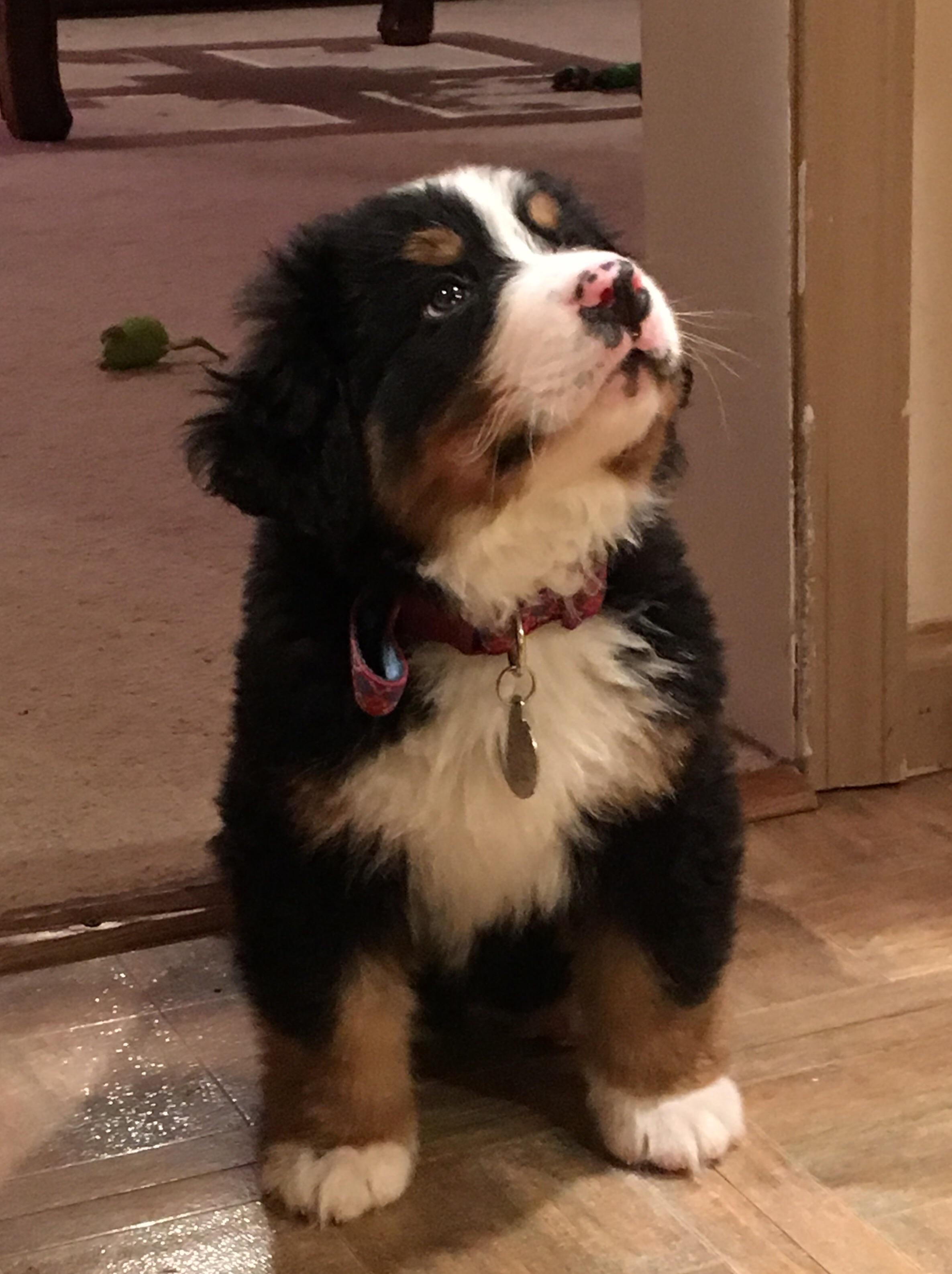 Our 11 week old Bernese Mountain Dog puppy, Sanders r/aww