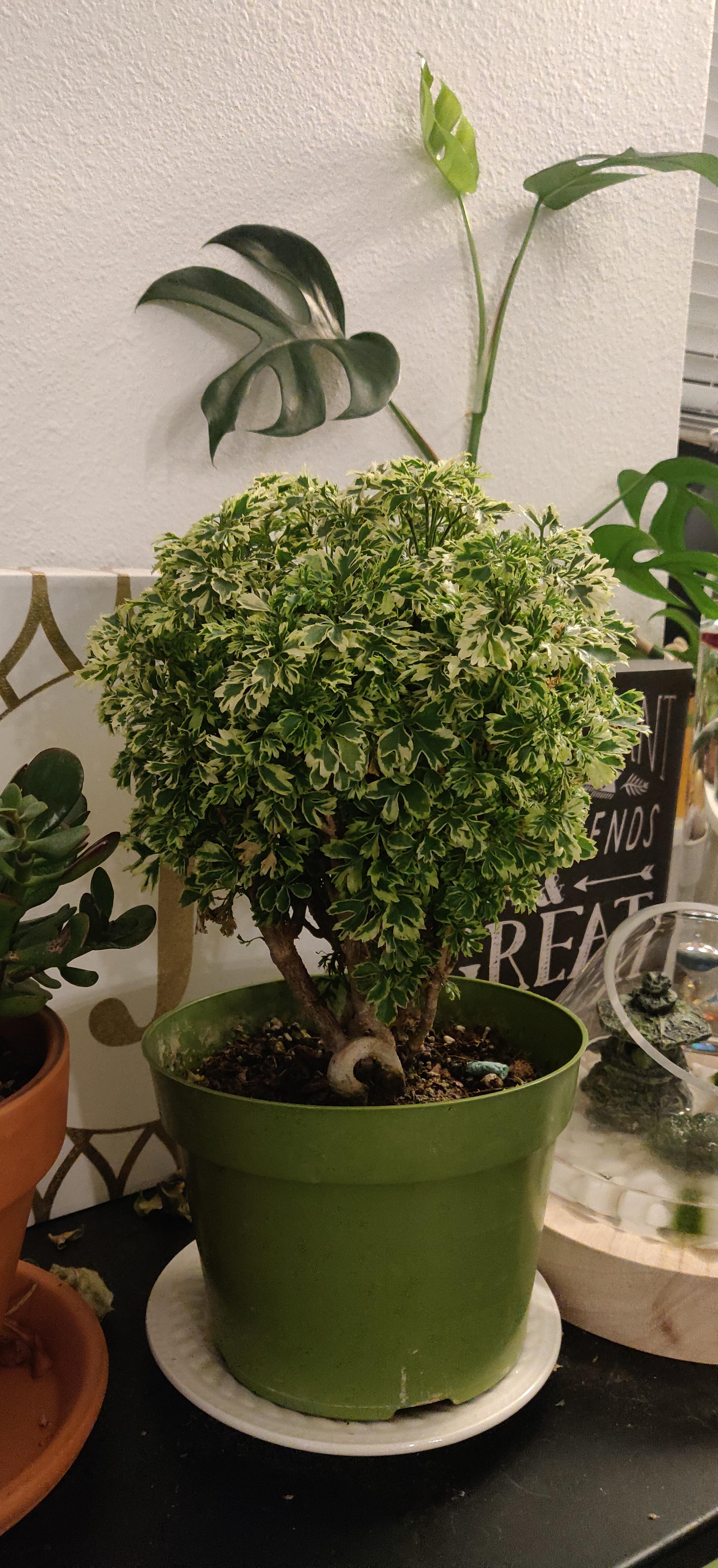 My Ming Aralia pleasantly smells like maple syrup! Anyone know why