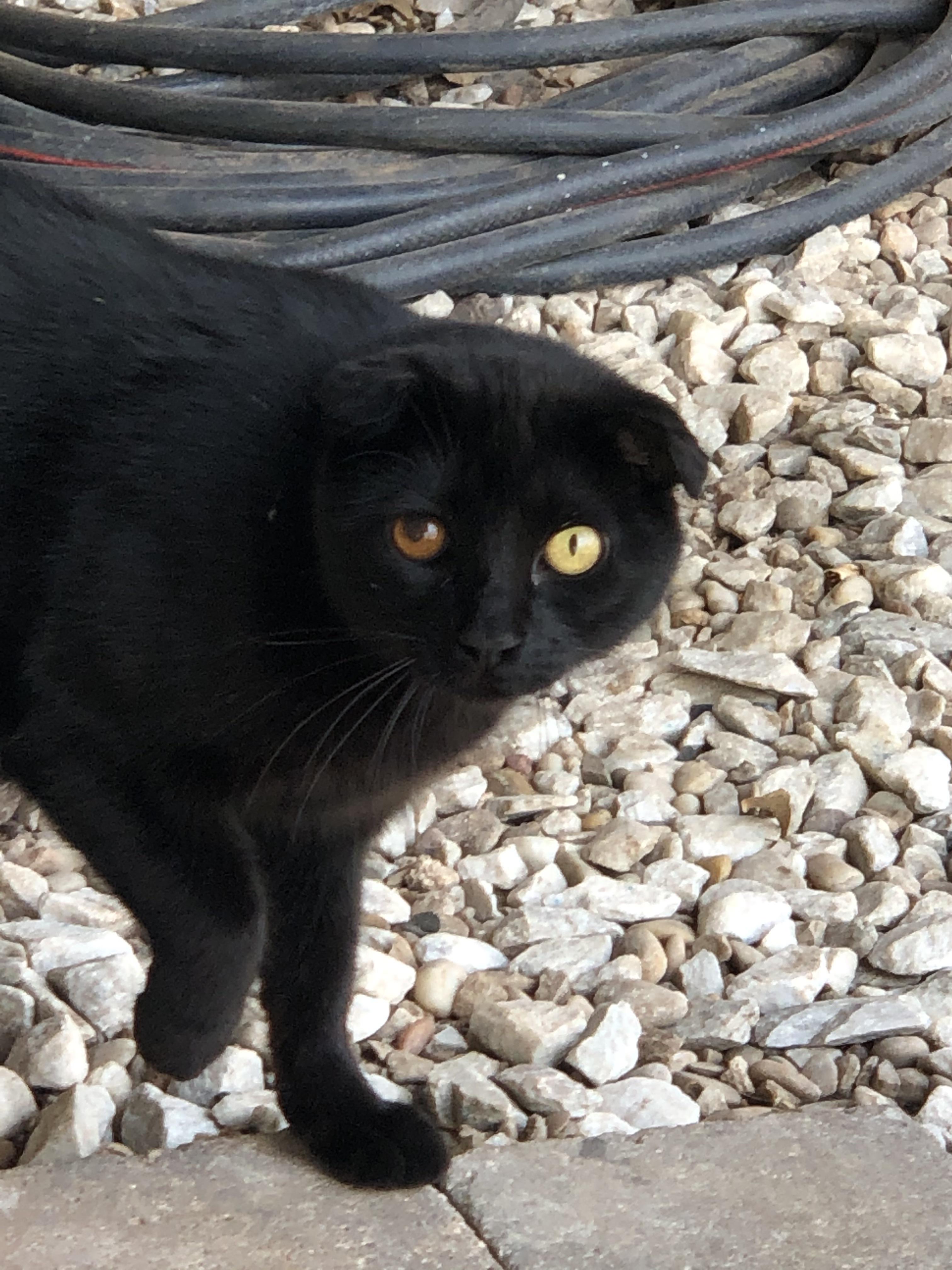 This cats eyes with different irises and pupils r/mildlyinteresting