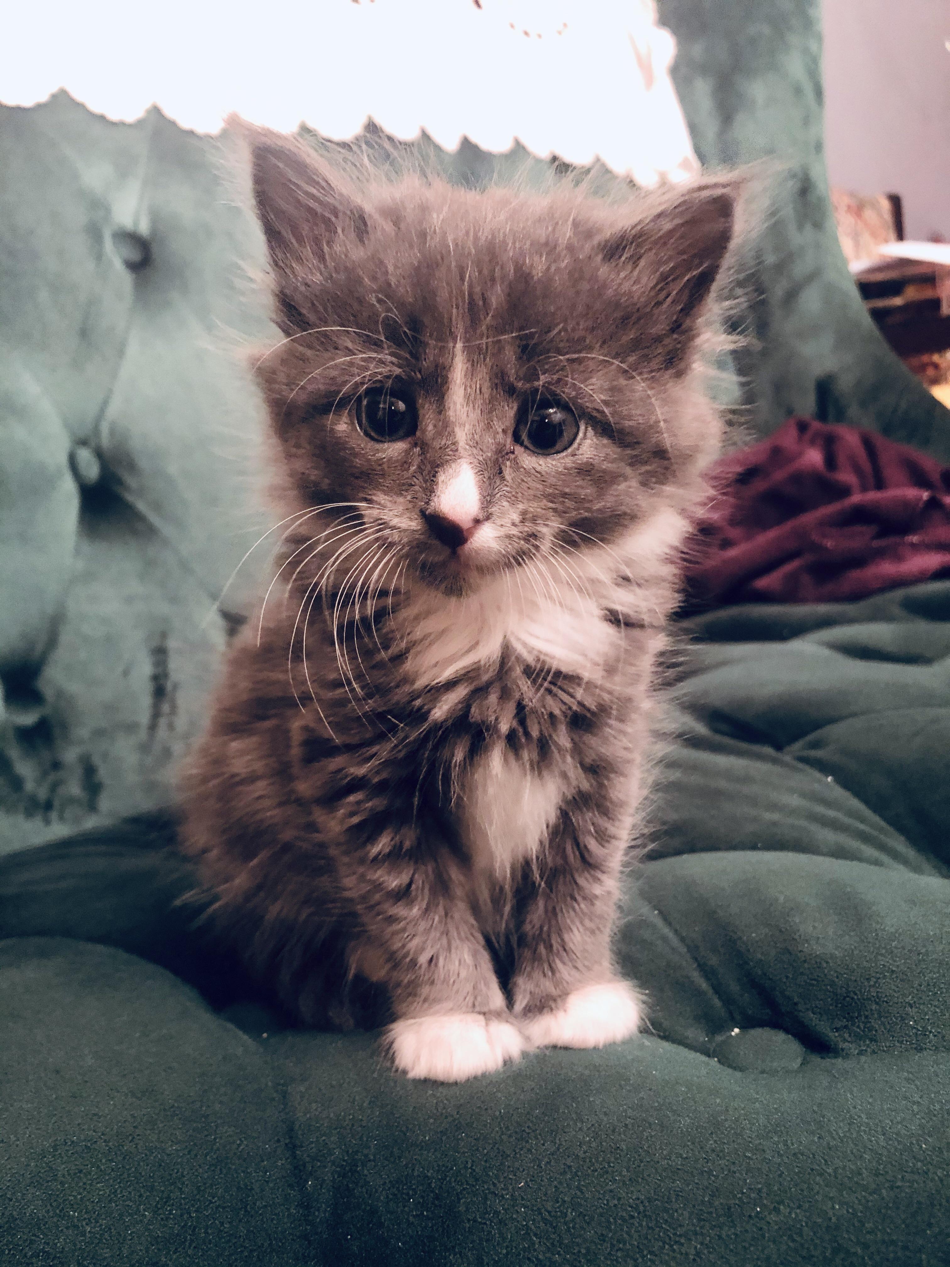 Pixie rag doll Maine coon mix r/ragdolls