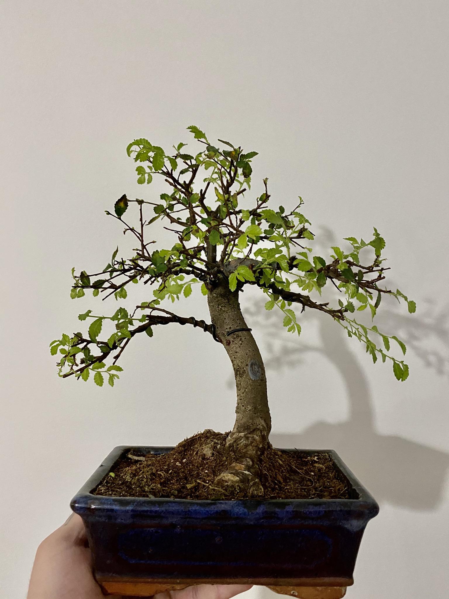 Update on one of my Chinese elms. Growth everywhere after the pruning. Should i trim regularly