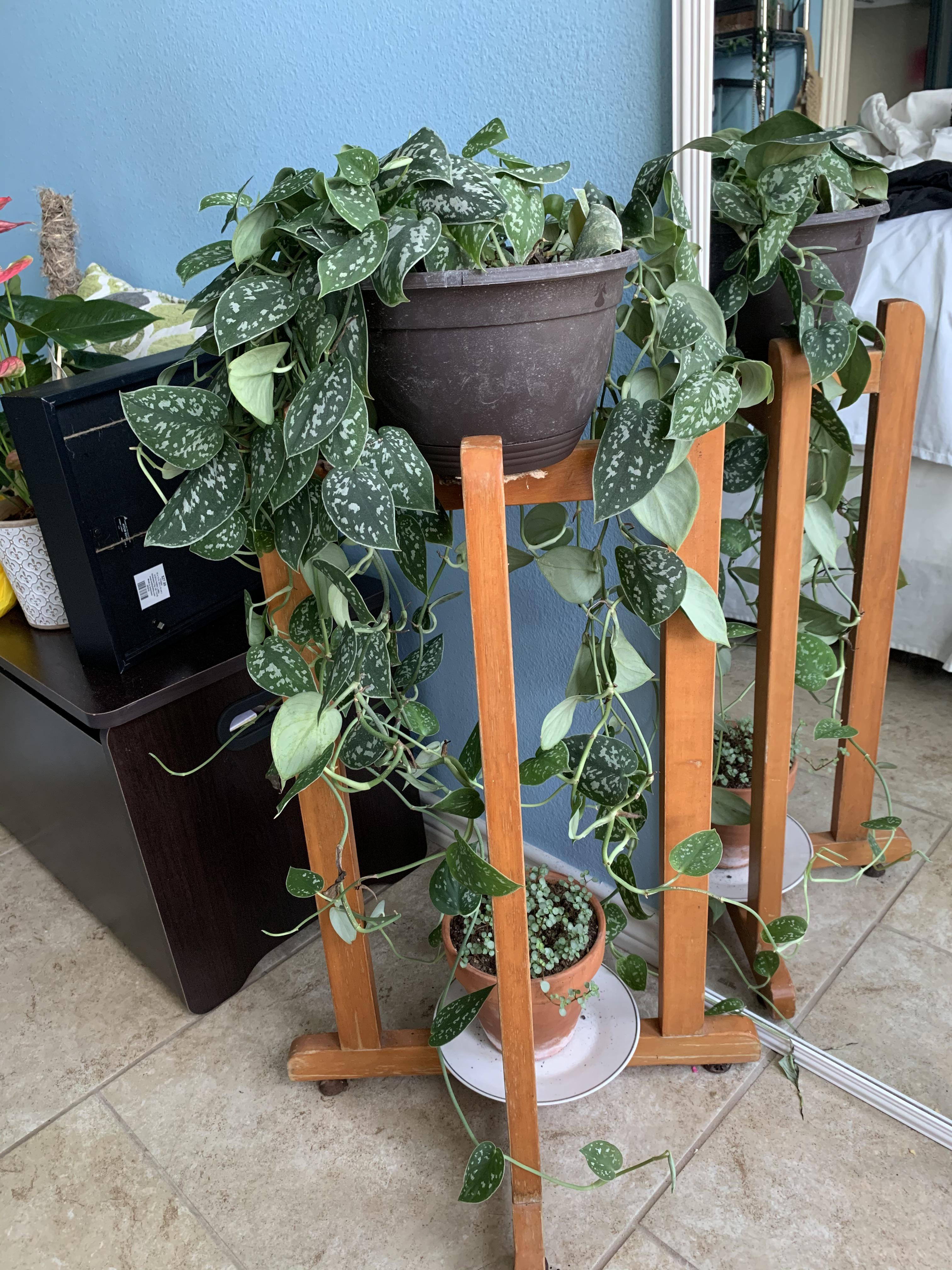 shes beauty, she’s grace... she’s the longest plant I own r/houseplants