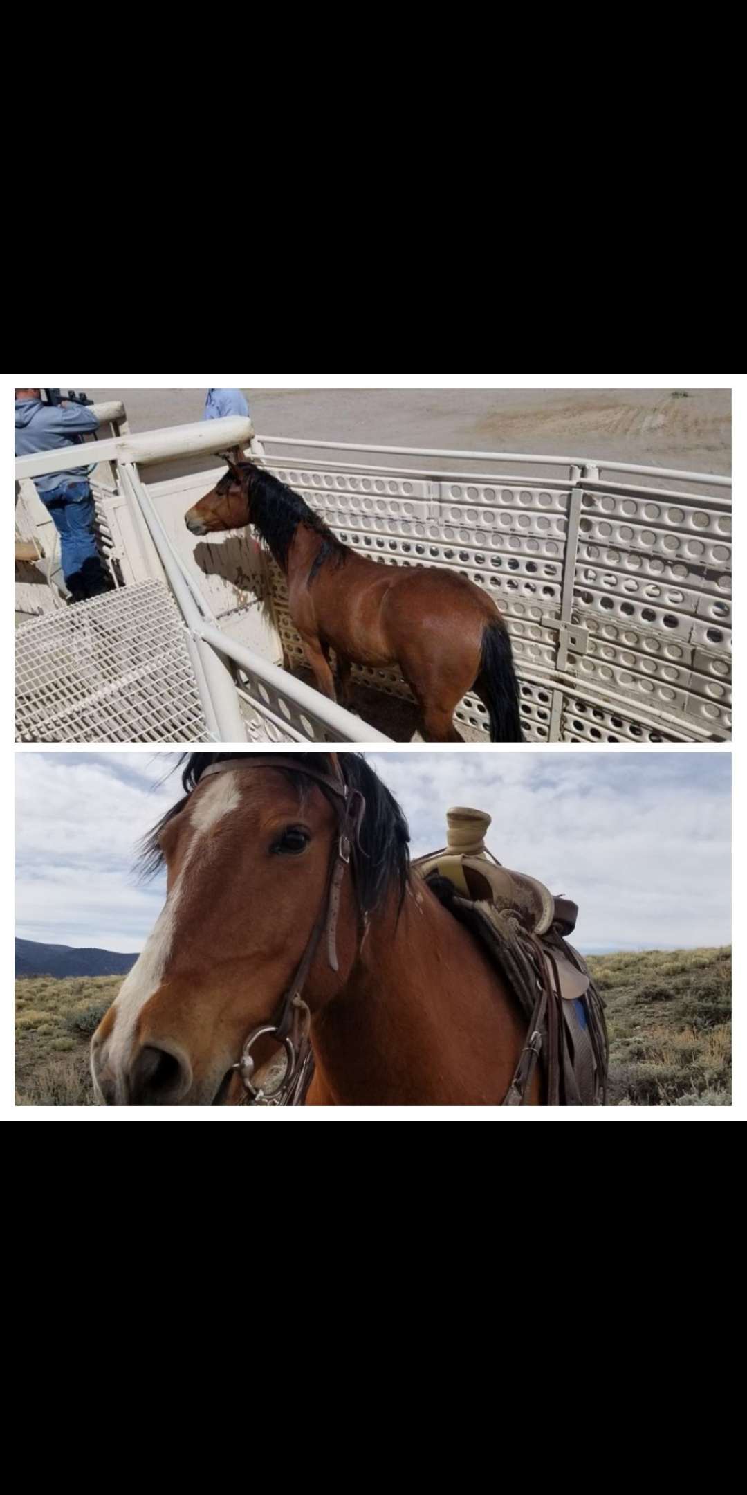 My BLM horse the day he was picked up from the corrals 3 years ago, and today with my husband