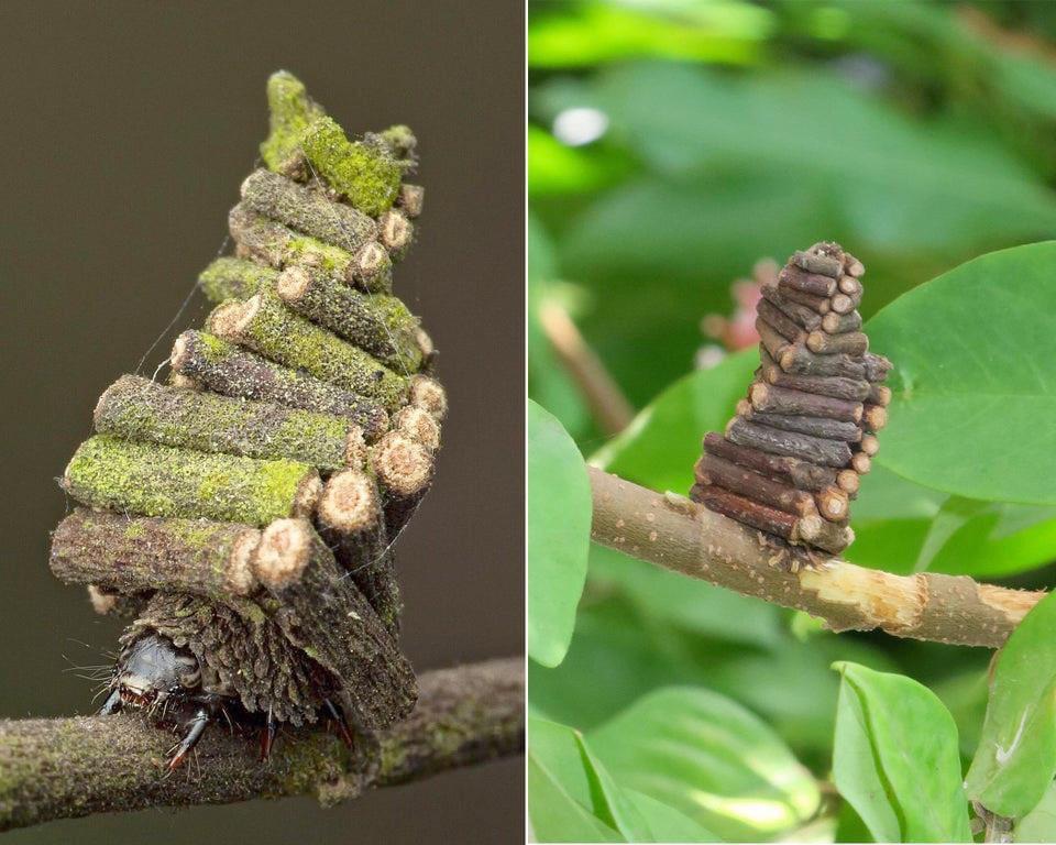 Meet the bagworm moth caterpillar! He spends his time sawing and