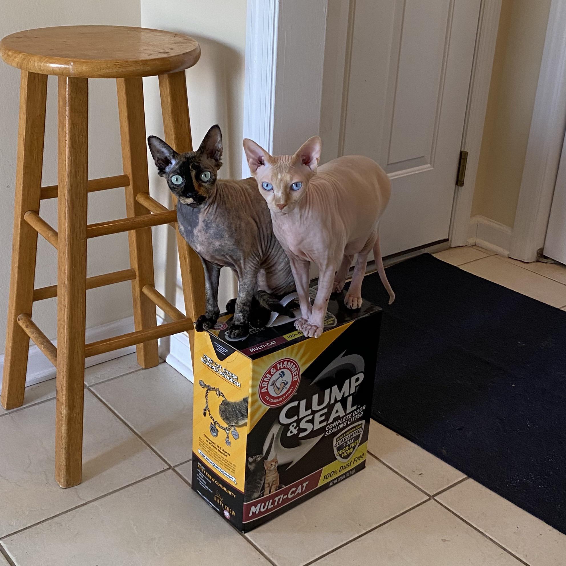 New litter of kittens r/sphynx