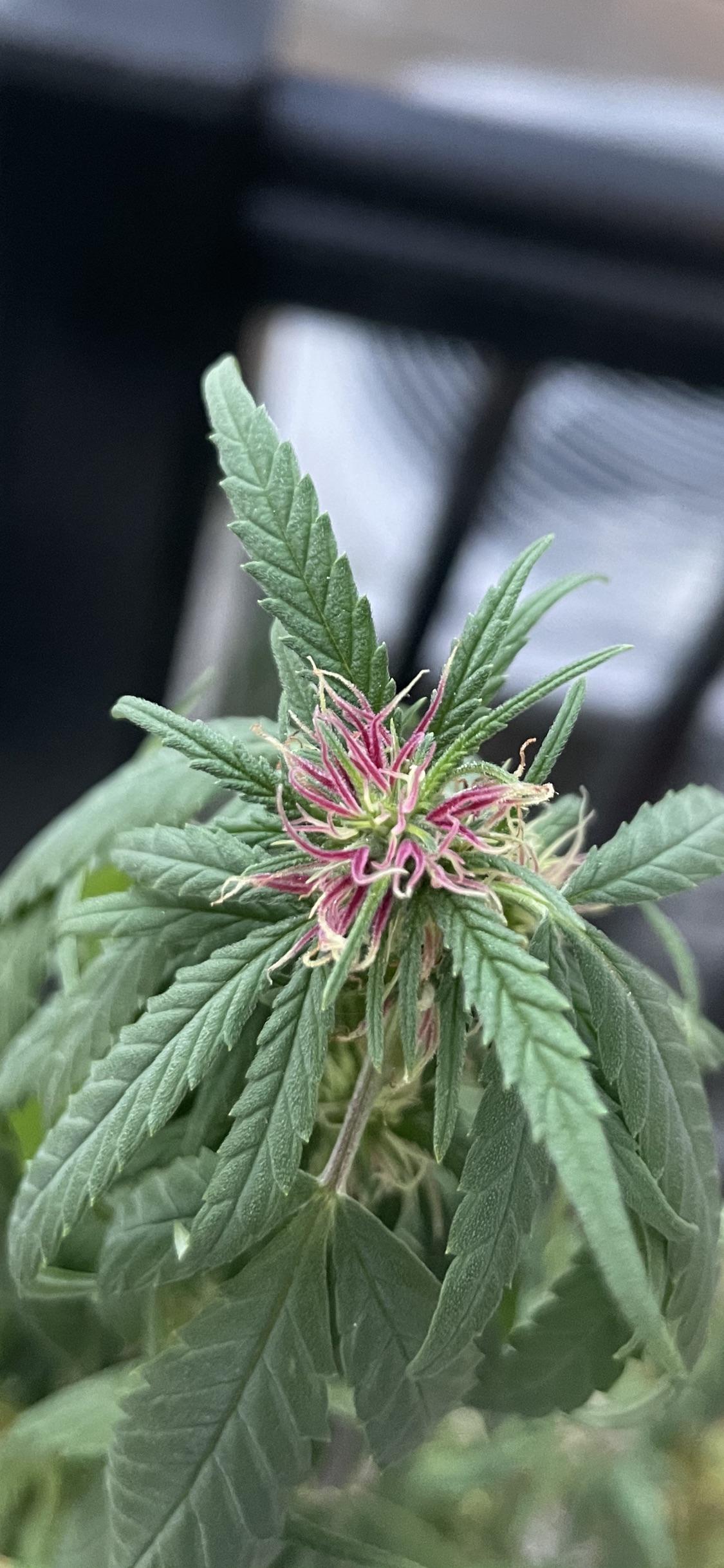 Update on the one plant from same hermaphroditic parent whose sent out