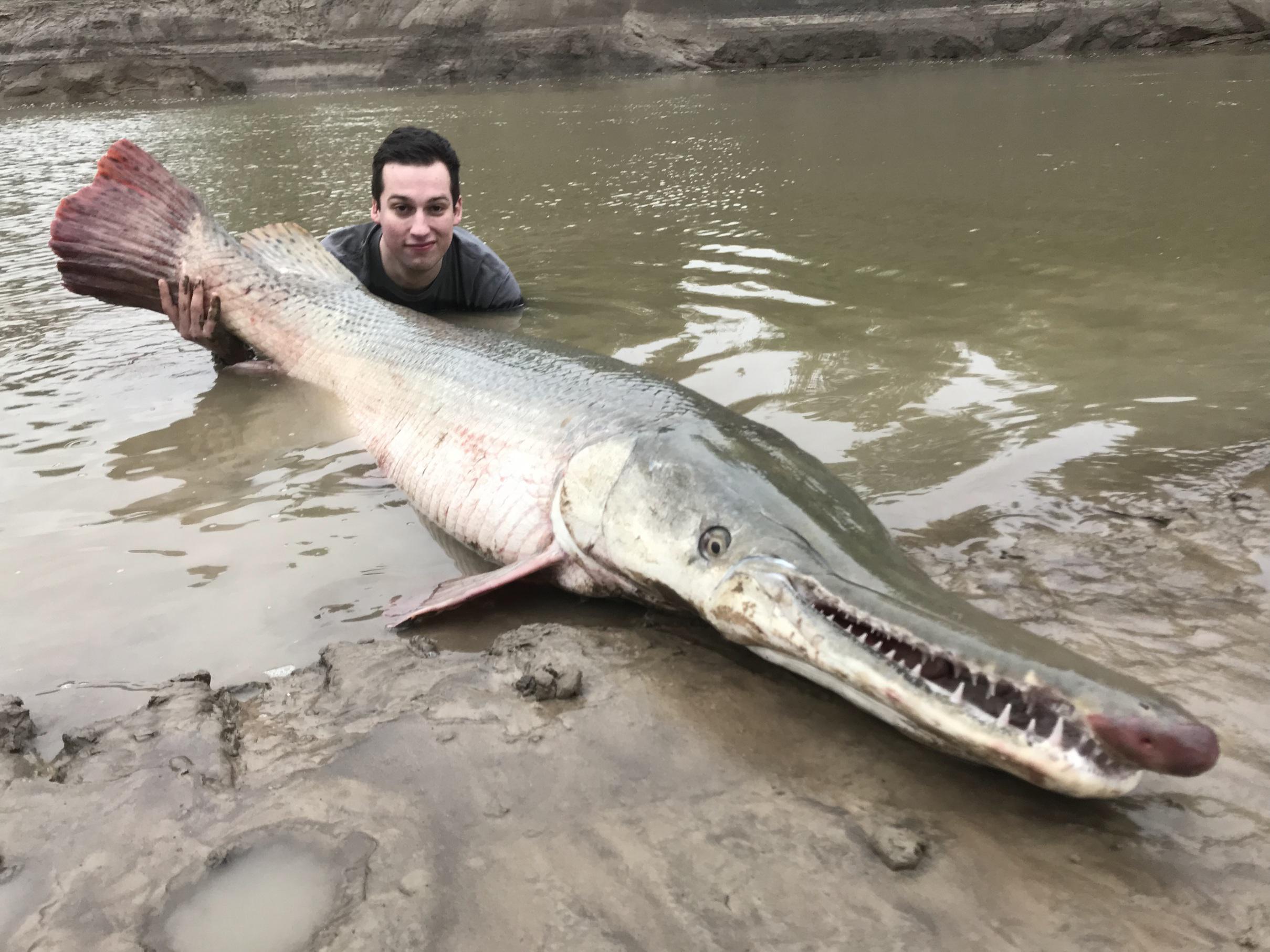 Best Alligator Gar Posts Reddit