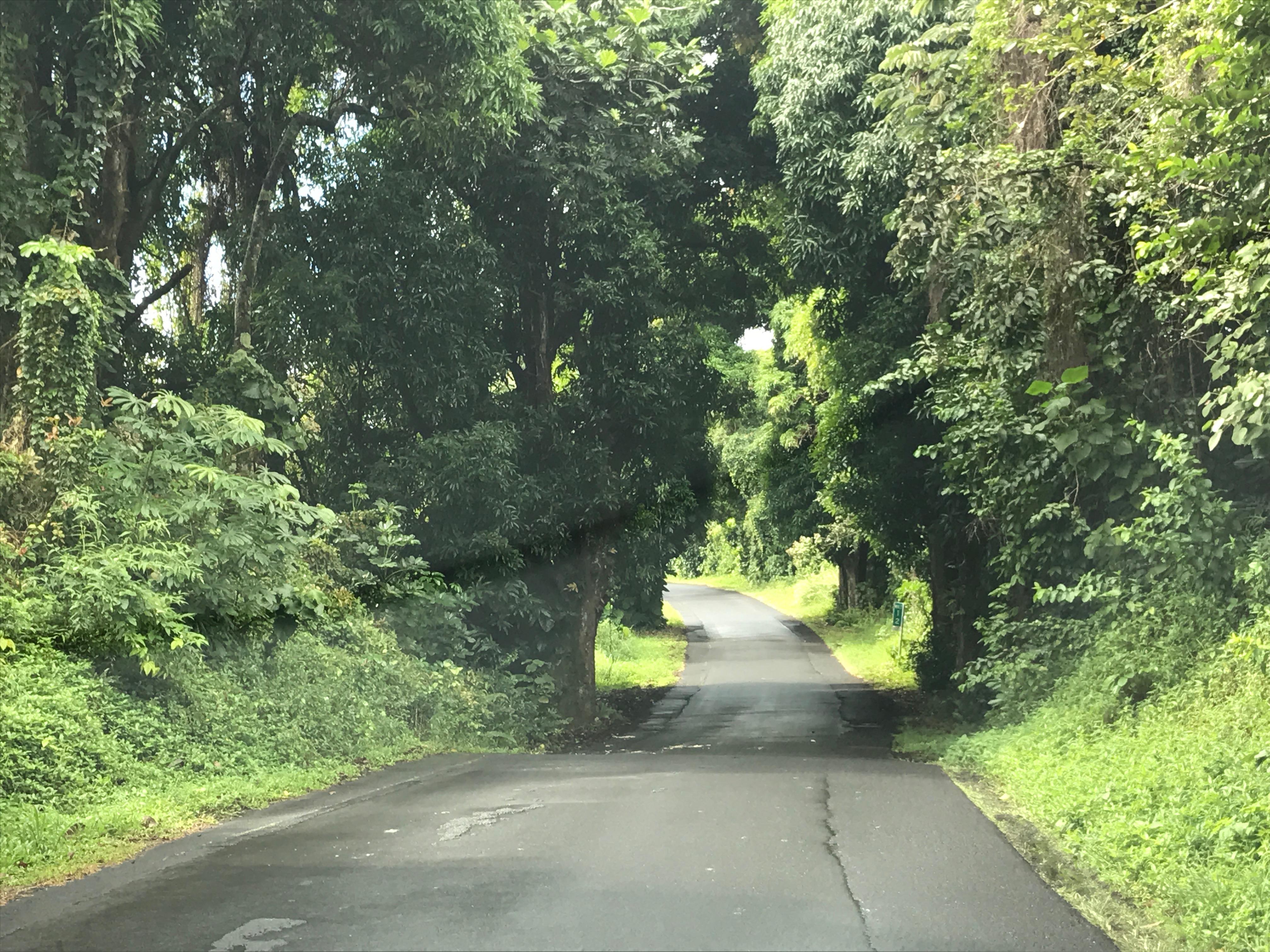 Pahoa Road. Not sure if it's still there or under 20 feet of lava. r/pics