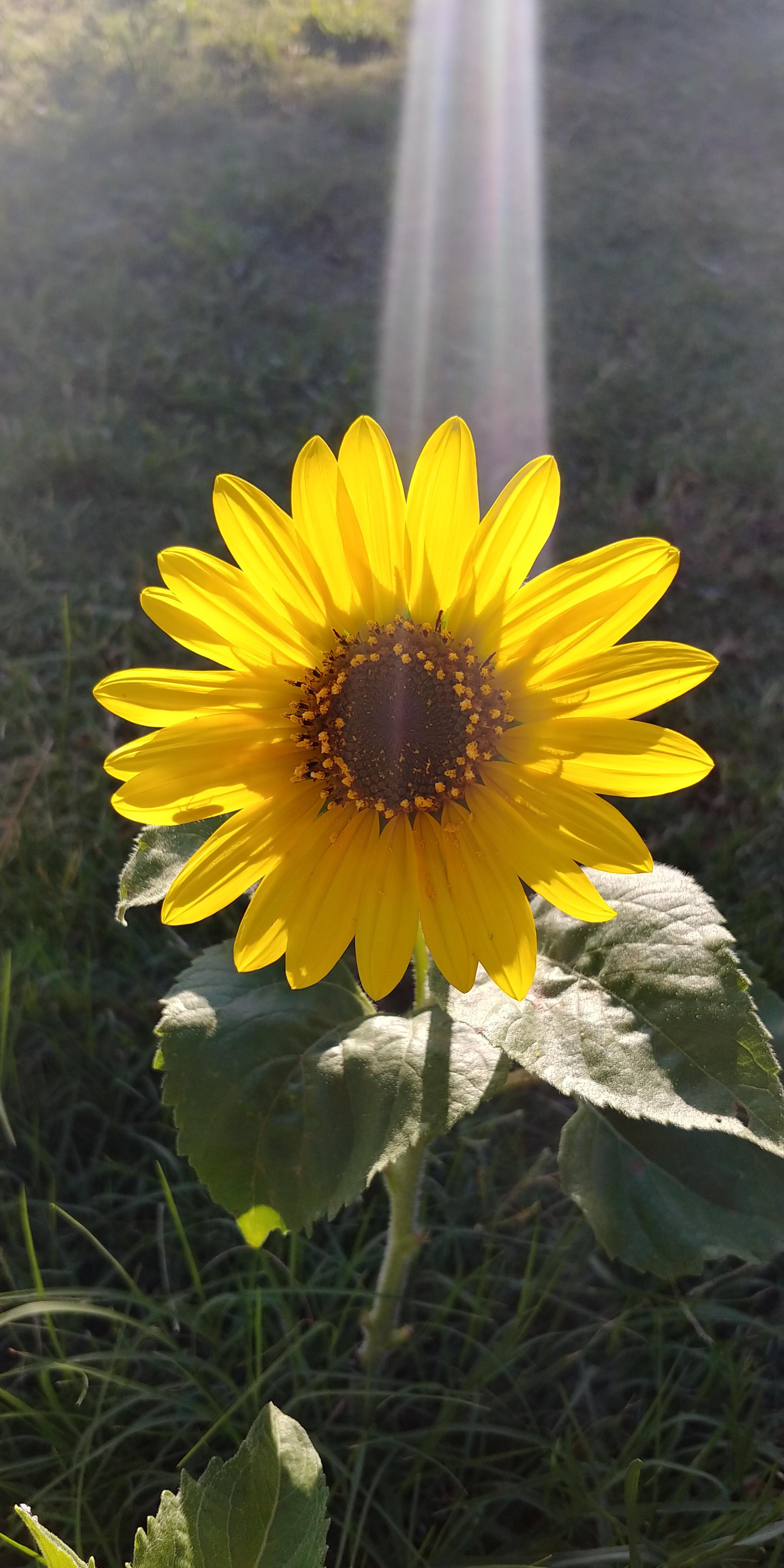 My sunflower is facing away from the sun, allowing me to capture a
