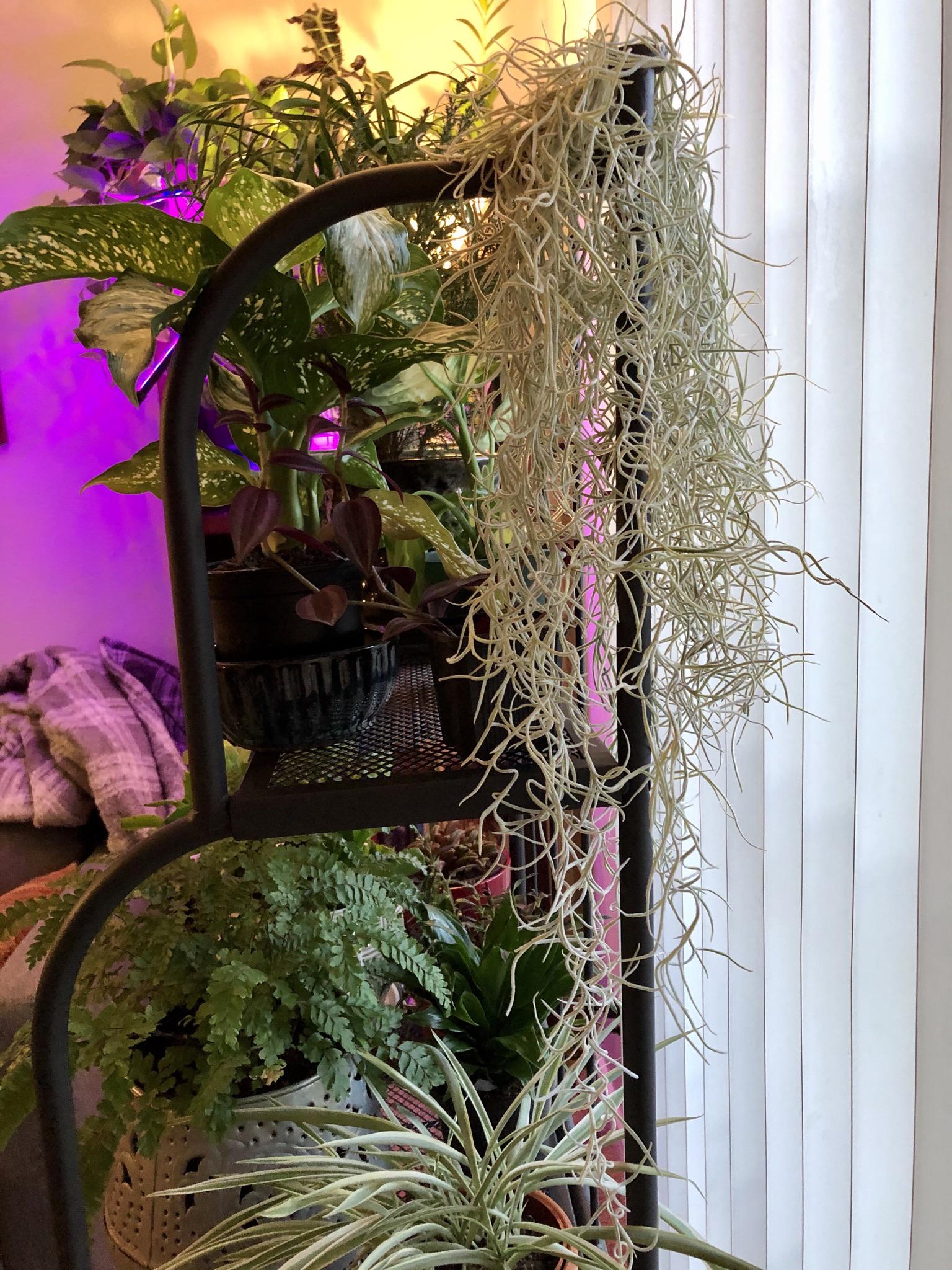 Love my new Spanish Moss! Still figuring out where to put it. r