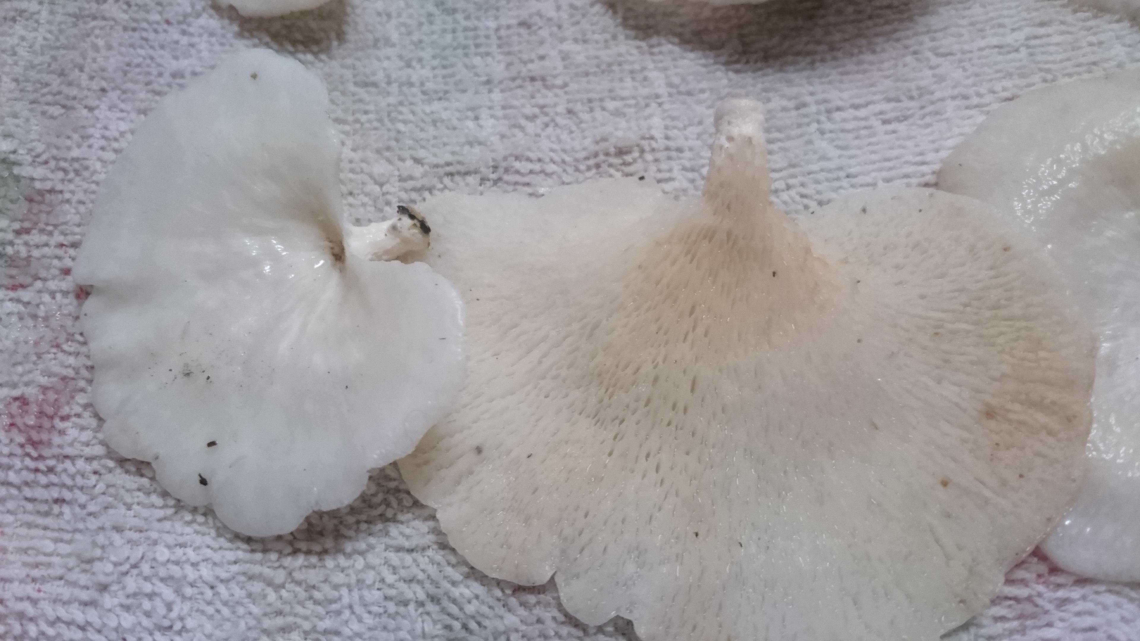 Angel wings or oysters? r/mycology