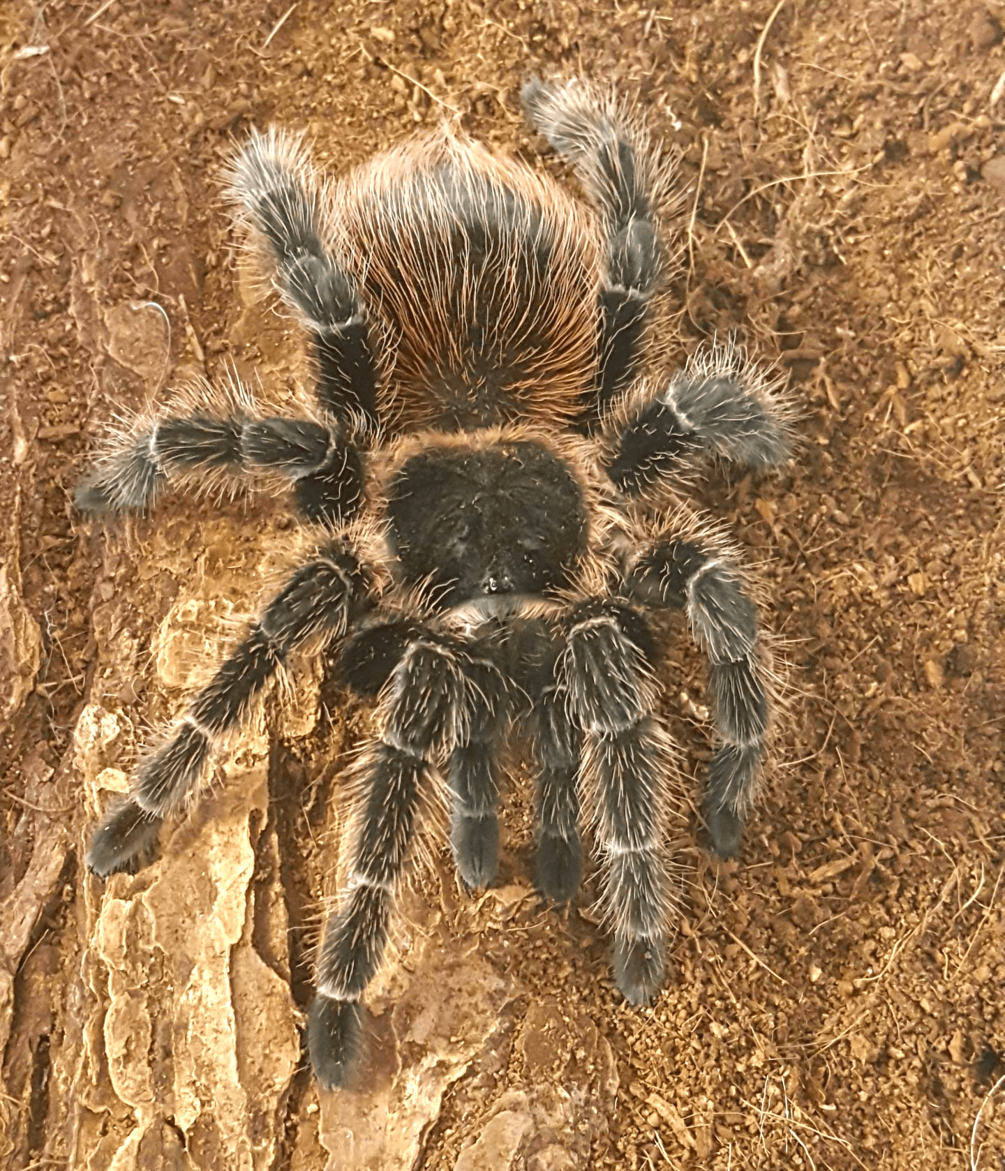 Our Lasiodora parahybana Brazilian salmon pink birdeating tarantula