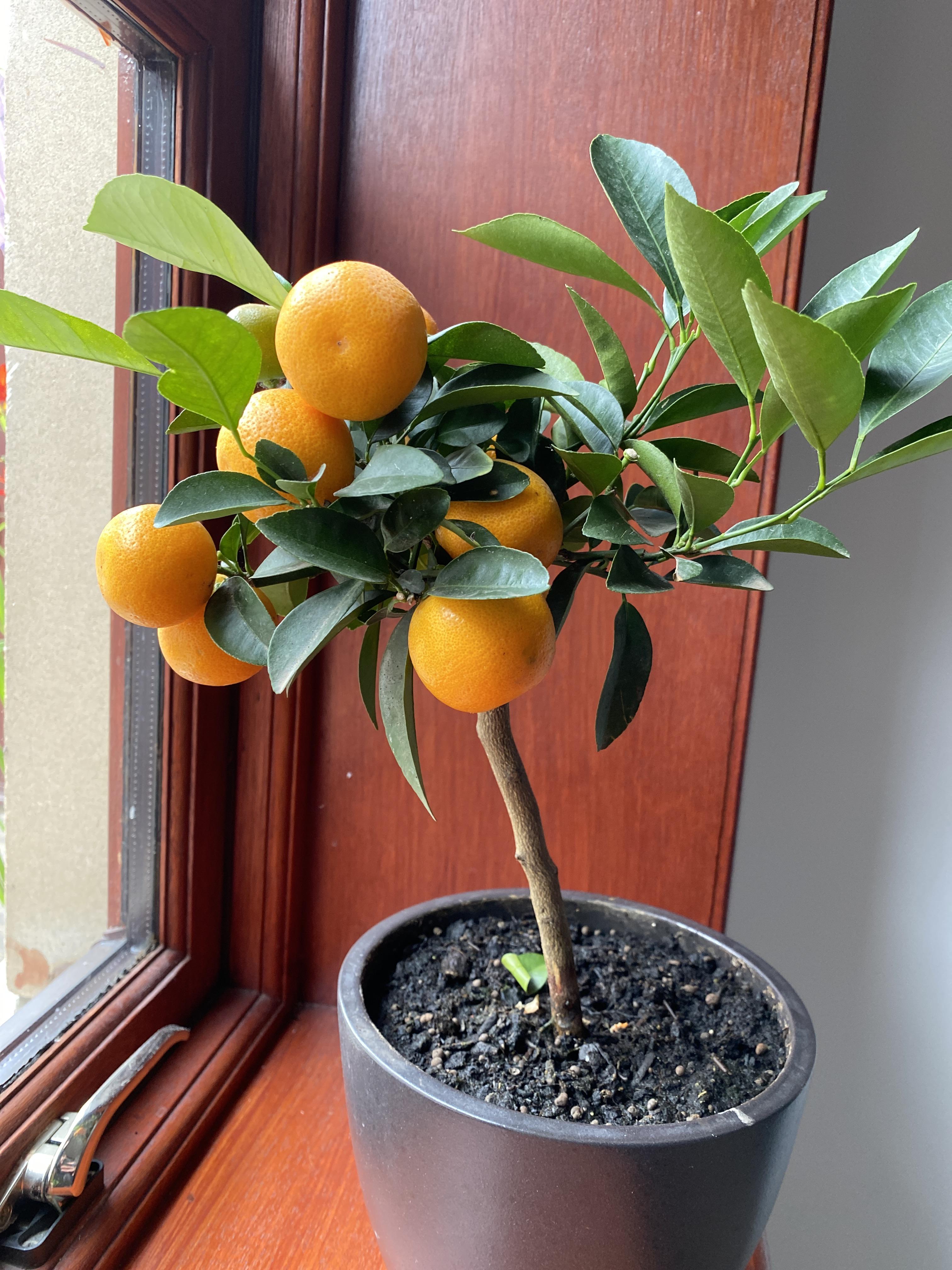 My new kumquat tree r/plants