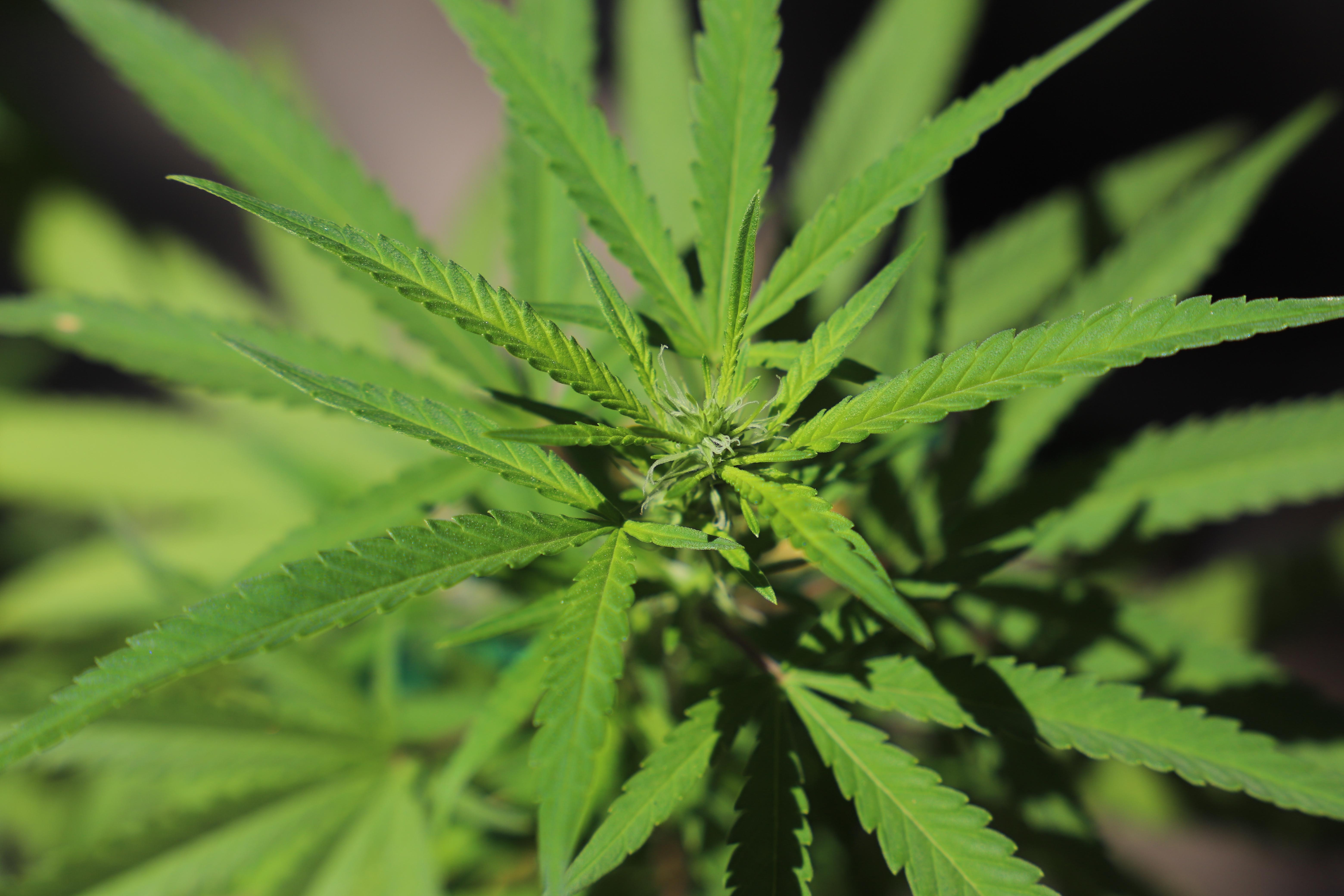 First time getting a plant to flower and it is incredible to watch the