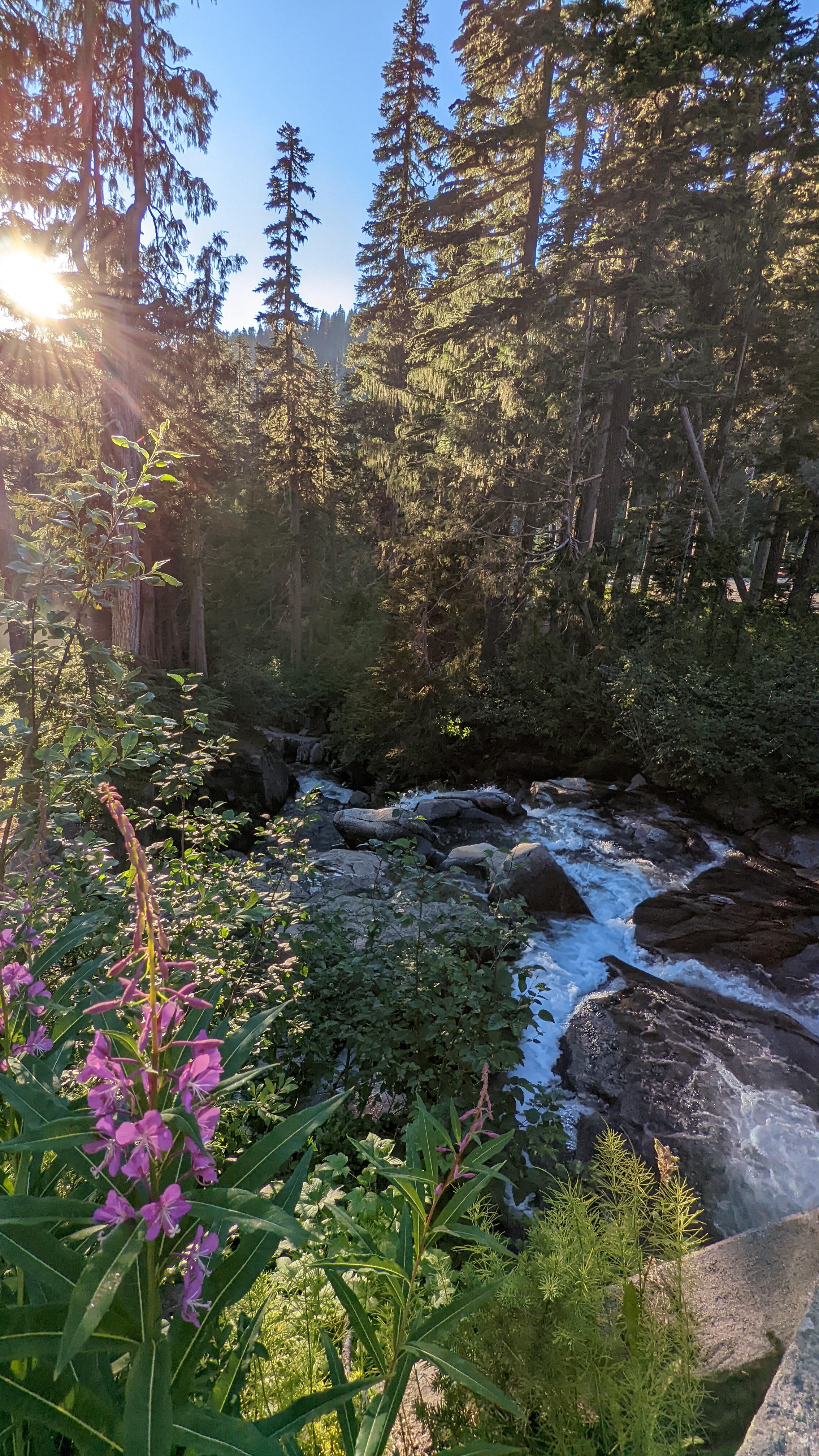 Mt Rainier National Park, WA, USA (OC) [2268x4032] Earth Porn