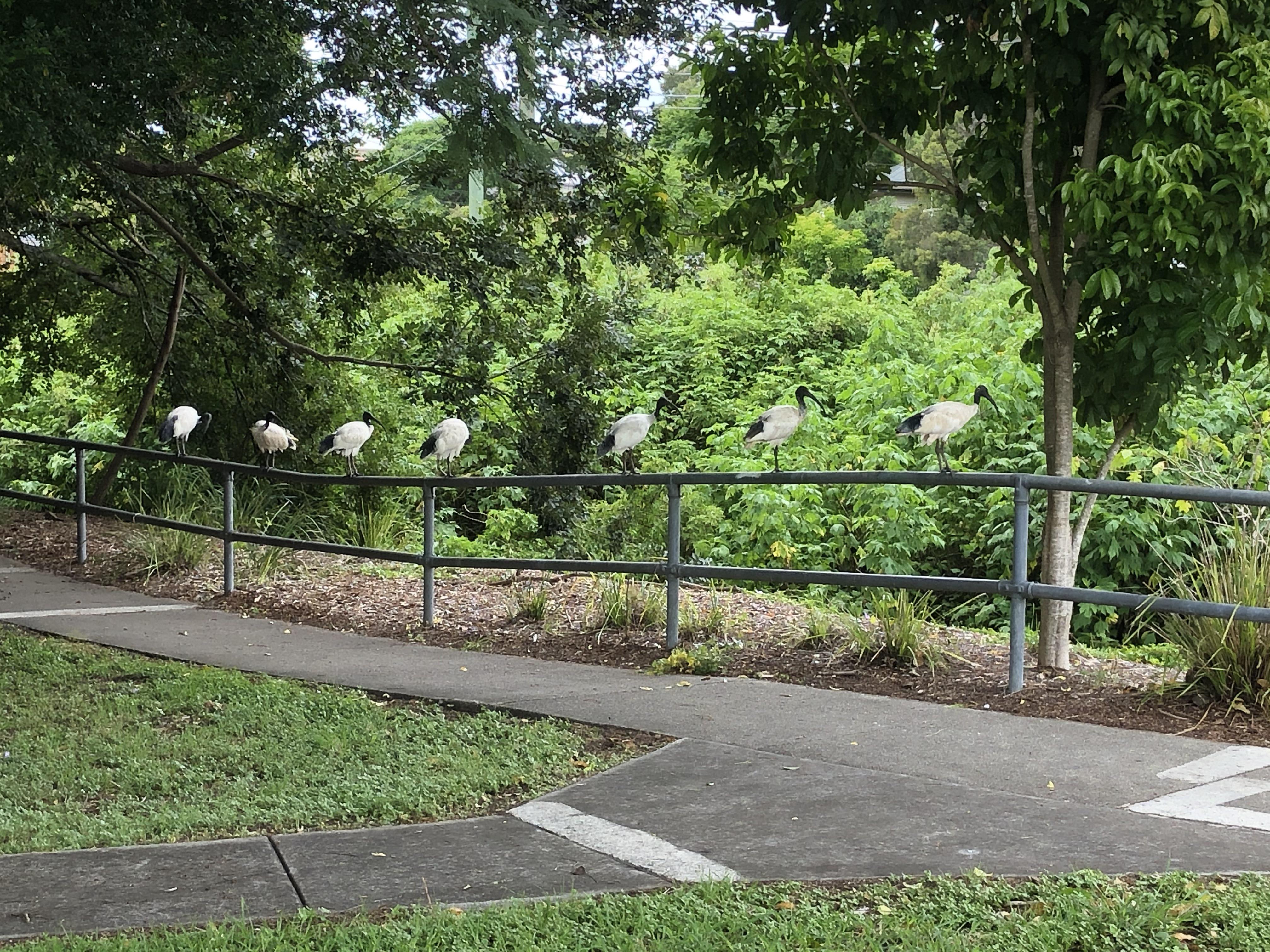 479 best Bin Chicken images on Pholder Brisbane, Sydney and Australia