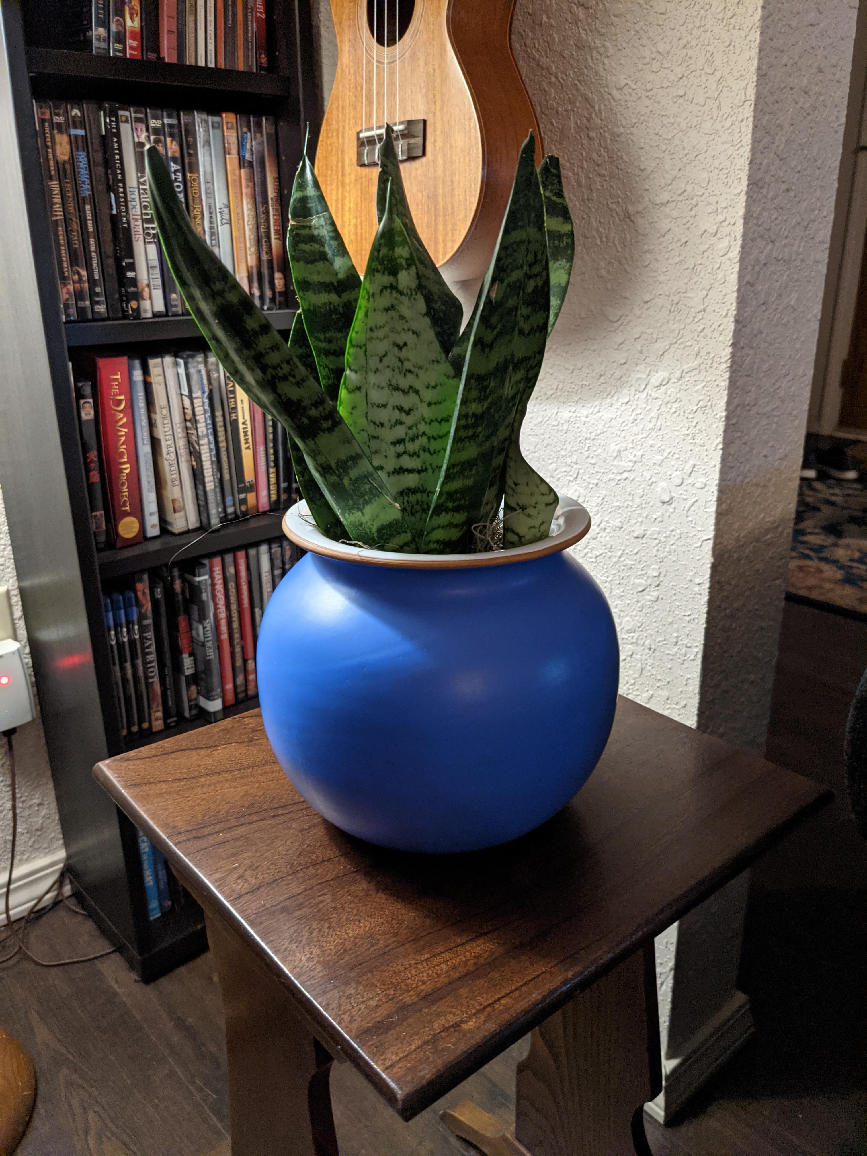 Finally found a plant for the blue pot I purchased at the Goodwill. r
