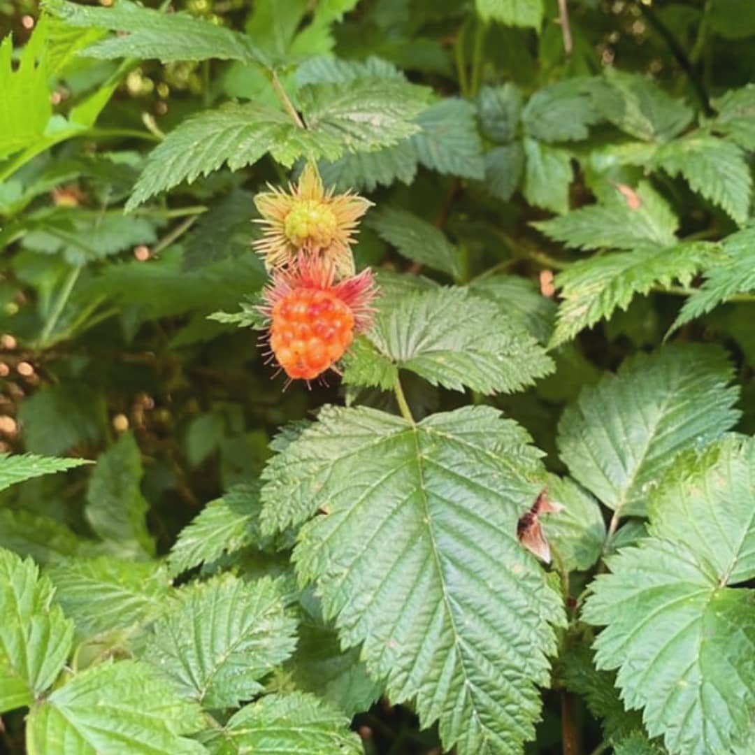 Its salmon berry season who's enjoying this unique super food? r/foraging