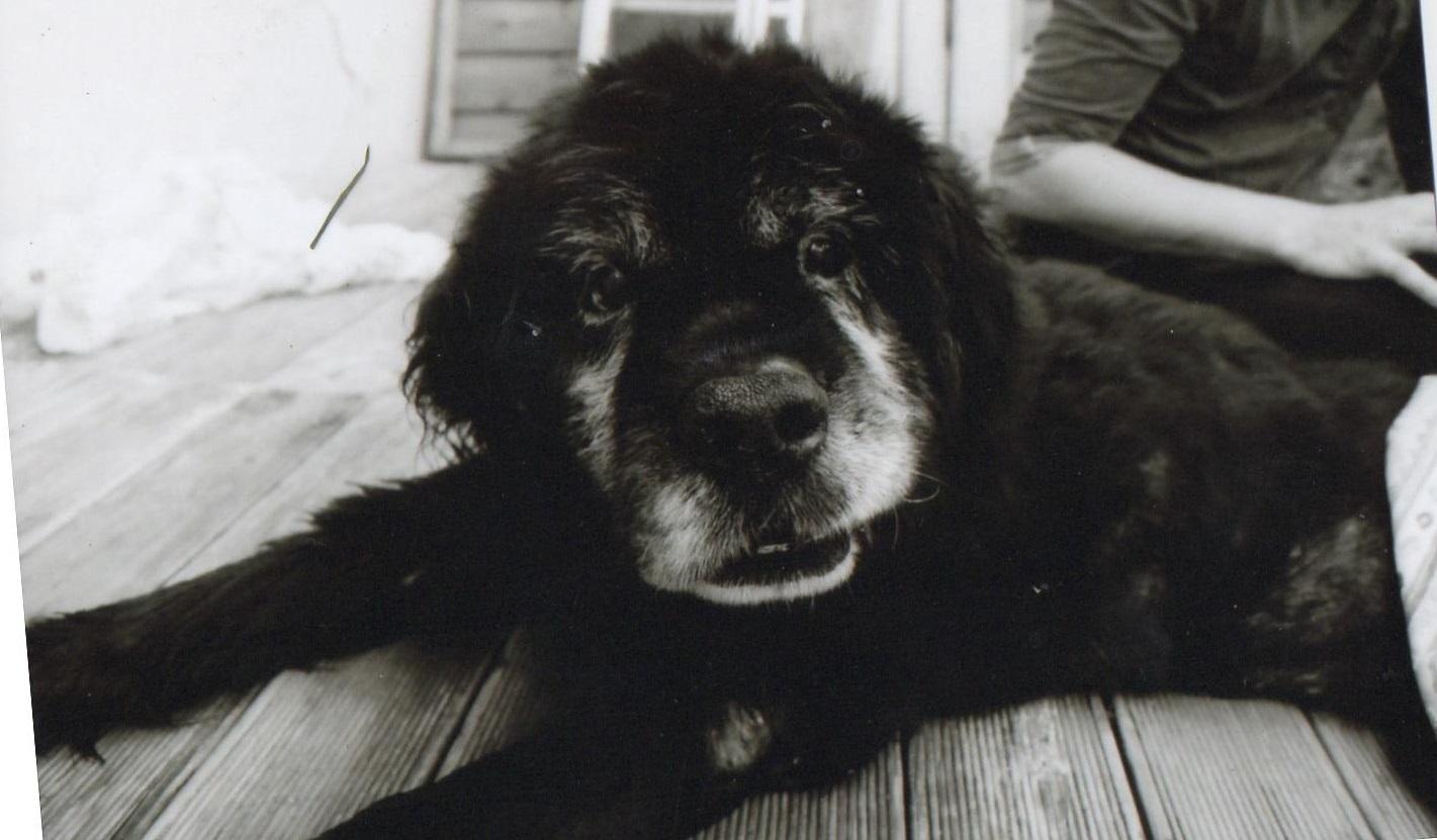 Our deceased newfoundland dog at the age of 17