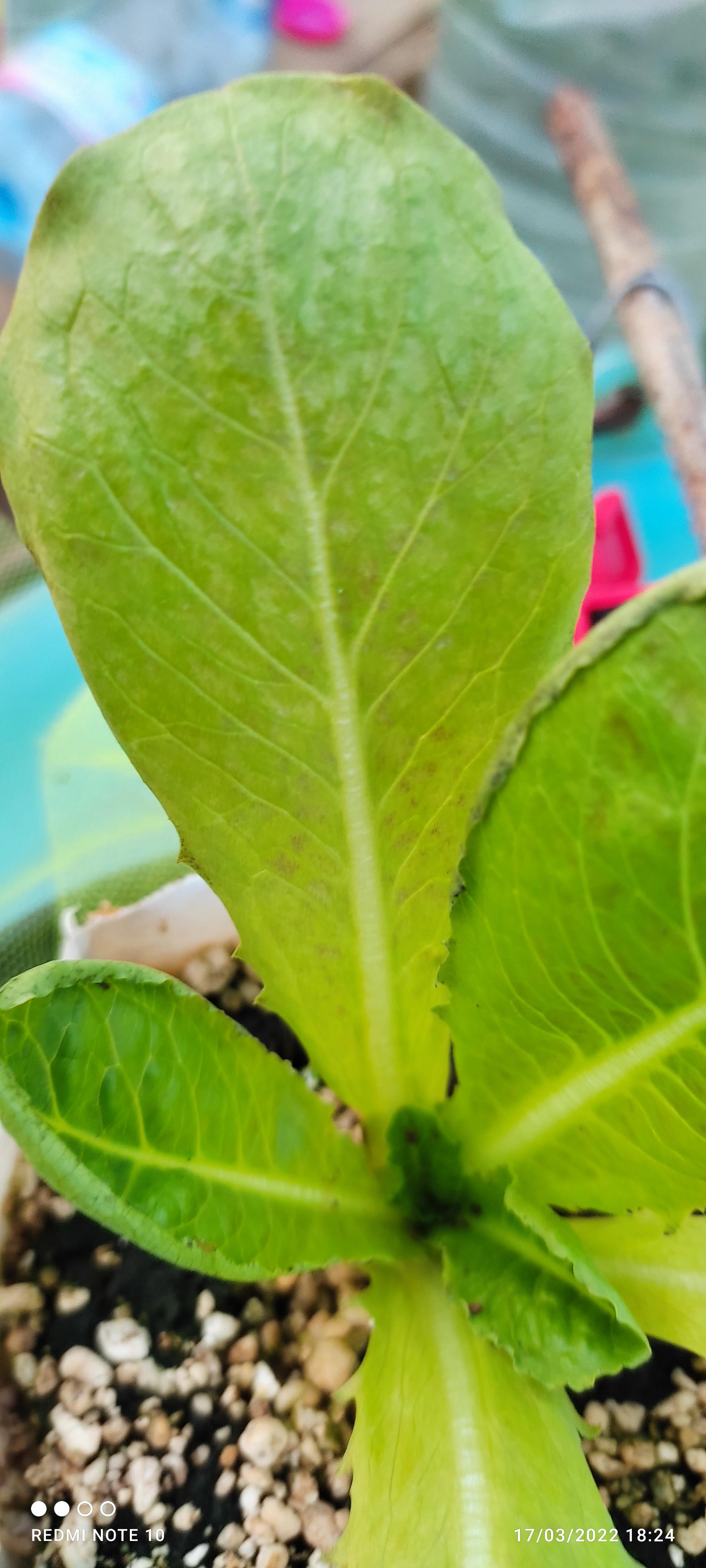 hydroponic lettuce problem . what is that? everything is good about ph,ec r/Hydroponics